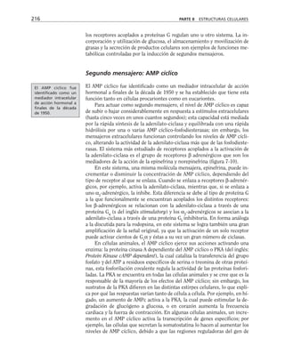 los receptores acoplados a proteínas G regulan uno u otro sistema. La in-
corporación y utilización de glucosa, el almacenamiento y movilización de
grasas y la secreción de productos celulares son ejemplos de funciones me-
tabólicas controladas por la inducción de segundos mensajeros.
Segundo mensajero: AMP cíclico
El AMP cíclico fue identificado como un mediador intracelular de acción
hormonal a finales de la década de 1950 y se ha establecido que tiene esta
función tanto en células procariontes como en eucariontes.
Para actuar como segundo mensajero, el nivel de AMP cíclico es capaz
de subir o bajar considerablemente en respuesta a estímulos extracelulares
(hasta cinco veces en unos cuantos segundos); esta capacidad está mediada
por la rápida síntesis de la adenilato-ciclasa y equilibrada con una rápida
hidrólisis por una o varias AMP cíclico-fosfodiesterasas; sin embargo, los
mensajeros extracelulares funcionan controlando los niveles de AMP cícli-
co, alterando la actividad de la adenilato-ciclasa más que de las fosfodieste-
rasas. El sistema más estudiado de receptores acoplados a la activación de
la adenilato-ciclasa es el grupo de receptores β adrenérgicos que son los
mediadores de la acción de la epinefrina y norepinefrina (figura 7-10).
En este sistema, una misma molécula mensajera, epinefrina, puede in-
crementar o disminuir la concentración de AMP cíclico, dependiendo del
tipo de receptor al que se enlaza. Cuando se enlaza a receptores β-adrenér-
gicos, por ejemplo, activa la adenilato-ciclasa, mientras que, si se enlaza a
uno α2
-adrenérgico, la inhibe. Esta diferencia se debe al tipo de proteína G
a la que funcionalmente se encuentran acoplados los distintos receptores:
los β-adrenérgicos se relacionan con la adenilato-ciclasa a través de una
proteína Gs
(s del inglés stimulatory) y los α2
-adrenérgicos se asocian a la
adenilato-ciclasa a través de una proteína Gi
inhibitoria. En forma análoga
a la discutida para la rodopsina, en este sistema se logra también una gran
amplificación de la señal original, ya que la activación de un solo receptor
puede activar cientos de Gs
α y éstas a su vez un gran número de ciclasas.
En células animales, el AMP cíclico ejerce sus acciones activando una
enzima: la proteína cinasa A dependiente del AMP cíclico o PKA (del inglés:
Protein Kinase cAMP dependent), la cual cataliza la transferencia del grupo
fosfato γ del ATP a residuos específicos de serina o treonina de otras proteí-
nas, esta fosforilación covalente regula la actividad de las proteínas fosfori-
ladas. La PKA se encuentra en todas las células animales y se cree que es la
responsable de la mayoría de los efectos del AMP cíclico; sin embargo, los
sustratos de la PKA difieren en las distintas estirpes celulares, lo que expli-
ca por qué las respuestas varían tanto de célula a célula. Por ejemplo, en hí-
gado, un aumento de AMPc activa a la PKA, la cual puede estimular la de-
gradación de glucógeno a glucosa, o en corazón aumenta la frecuencia
cardiaca y la fuerza de contracción. En algunas células animales, un incre-
mento en el AMP cíclico activa la transcripción de genes específicos; por
ejemplo, las células que secretan la somatostatina lo hacen al aumentar los
niveles de AMP cíclico, debido a que las regiones reguladoras del gen de
216 PARTE II ESTRUCTURAS CELULARES
El AMP cíclico fue
identificado como un
mediador intracelular
de acción hormonal a
finales de la década
de 1950.
 