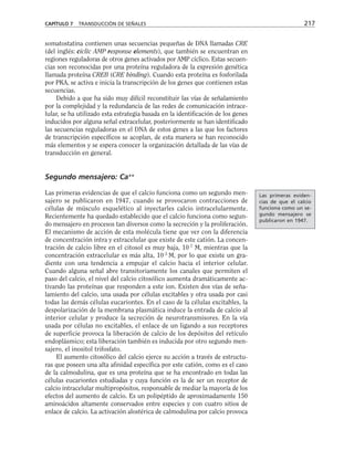 somatostatina contienen unas secuencias pequeñas de DNA llamadas CRE
(del inglés: ciclic AMP response elements), que también se encuentran en
regiones reguladoras de otros genes activados por AMP cíclico. Estas secuen-
cias son reconocidas por una proteína reguladora de la expresión genética
llamada proteína CREB (CRE binding). Cuando esta proteína es fosforilada
por PKA, se activa e inicia la transcripción de los genes que contienen estas
secuencias.
Debido a que ha sido muy difícil reconstituir las vías de señalamiento
por la complejidad y la redundancia de las redes de comunicación intrace-
lular, se ha utilizado esta estrategia basada en la identificación de los genes
inducidos por alguna señal extracelular, posteriormente se han identificado
las secuencias reguladoras en el DNA de estos genes a las que los factores
de transcripción específicos se acoplan, de esta manera se han reconocido
más elementos y se espera conocer la organización detallada de las vías de
transducción en general.
Segundo mensajero: Ca++
Las primeras evidencias de que el calcio funciona como un segundo men-
sajero se publicaron en 1947, cuando se provocaron contracciones de
células de músculo esquelético al inyectarles calcio intracelularmente.
Recientemente ha quedado establecido que el calcio funciona como segun-
do mensajero en procesos tan diversos como la secreción y la proliferación.
El mecanismo de acción de esta molécula tiene que ver con la diferencia
de concentración intra y extracelular que existe de este catión. La concen-
tración de calcio libre en el citosol es muy baja, 10-7
M, mientras que la
concentración extracelular es más alta, 10-3
M, por lo que existe un gra-
diente con una tendencia a empujar el calcio hacia el interior celular.
Cuando alguna señal abre transitoriamente los canales que permiten el
paso del calcio, el nivel del calcio citosólico aumenta dramáticamente ac-
tivando las proteínas que responden a este ion. Existen dos vías de seña-
lamiento del calcio, una usada por células excitables y otra usada por casi
todas las demás células eucariontes. En el caso de la células excitables, la
despolarización de la membrana plasmática induce la entrada de calcio al
interior celular y produce la secreción de neurotransmisores. En la vía
usada por células no excitables, el enlace de un ligando a sus receptores
de superficie provoca la liberación de calcio de los depósitos del retículo
endoplásmico; esta liberación también es inducida por otro segundo men-
sajero, el inositol trifosfato.
El aumento citosólico del calcio ejerce su acción a través de estructu-
ras que poseen una alta afinidad específica por este catión, como es el caso
de la calmodulina, que es una proteína que se ha encontrado en todas las
células eucariontes estudiadas y cuya función es la de ser un receptor de
calcio intracelular multipropósitos, responsable de mediar la mayoría de los
efectos del aumento de calcio. Es un polipéptido de aproximadamente 150
aminoácidos altamente conservados entre especies y con cuatro sitios de
enlace de calcio. La activación alostérica de calmodulina por calcio provoca
CAPÍTULO 7 TRANSDUCCIÓN DE SEÑALES 217
Las primeras eviden-
cias de que el calcio
funciona como un se-
gundo mensajero se
publicaron en 1947.
 