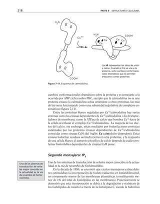 218 PARTE II ESTRUCTURAS CELULARES
Ca
Ca Ca Ca
Ca
++
H2
N
COOH
H2
N
COOH
Figura 7-11. Esquema de calmodulina.
Los representan los sitios de unión
a calcio. Cuando el Ca se une a la
proteína, sufre cambios conformacio-
nales dramáticos que le permiten
enlazarse a otras proteínas.
cambios conformacionales dramáticos sobre la proteína y es semejante a la
ocurrida por AMP cíclico sobre PKC, excepto que la calmodulina no es una
proteína cinasa; la calmodulina actúa uniéndose a otras proteínas, las más
de las veces funcionando como una subunidad reguladora de complejos en-
zimáticos (figura 7-11).
Entre las proteínas blanco reguladas por Ca+2
/calmodulina hay varias
enzimas como las cinasas dependientes de Ca+2
/calmodulina o los transpor-
tadores de membrana, como la ATPasa de calcio que bombea Ca+2
fuera de
la célula al enlazar el complejo Ca+2
/calmodulina. La mayoría de los efec-
tos del calcio, sin embargo, están mediados por fosforilaciones proteicas
catalizadas por las proteínas cinasas dependientes de Ca+2
/calmodulina
conocidas como cinasas CaM (del inglés: Ca-calmodulin-dependent). Estas
cinasas fosforilan residuos serina/treonina en otra proteínas, y la respuesta
de una célula blanco al aumento citosólico de calcio depende de cuáles pro-
teínas fosforilables dependientes de cinasas CaM posee.
Segundo mensajero: IP3
Uno de los sistemas de transducción de señales mejor conocido en la actua-
lidad es la vía de recambio de fosfoinosítidos.
En la década de 1950, se encontró que ciertos mensajeros extracelula-
res estimulaban la incorporación de fosfato radiactivo en fosfatidilinositol,
un componente menor de las membranas plasmáticas (constituyente me-
nor de 1% del total de fosfolípidos en las membranas). Posteriormente se
demostró que esta incorporación se debía a la degradación y resíntesis de
los fosfolípidos de inositol a través de la fosfolipasa C, siendo la hidrólisis
Uno de los sistemas de
transducción de seña-
les mejor conocido en
la actualidad es la vía
de recambio de fosfoi-
nosítidos.
 
