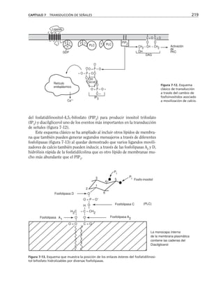 CAPÍTULO 7 TRANSDUCCIÓN DE SEÑALES 219
GDP
C = O C = O
O
O
– O – P = OO
O
O = P – O
O –
O
O = P – O –
PIP2
CH2 – CH – CH2
OH
DAG
Activación
de
PKC
OH
OH HO
IP3
Retículo
endoplásmico
Ca++
Ligando
β γ
α
β γ
PLC
α PLC
O O
del fosfatidilinositol-4,5,-bifosfato (PIP2
) para producir inositol trifosfato
(IP3
) y diacilglicerol uno de los eventos más importantes en la transducción
de señales (figura 7-12).
Este esquema clásico se ha ampliado al incluir otros lípidos de membra-
na que también pueden generar segundos mensajeros a través de diferentes
fosfolipasas (figura 7-13) al quedar demostrado que varios ligandos movili-
zadores de calcio también pueden inducir, a través de las fosfolipasas A2
y D,
hidrólisis rápida de la fosfatidilcolina que es otro lípido de membranas mu-
cho más abundante que el PIP2
.
– CH2
O
H2C
O = O
O
– C
C = O
O
O
O = P – O-
A1
Pi
Pi
1
2
3
4
5
6
Fosfolipasa C
Fosfolipasa A2
(PLC)
Fosfolipasa D
Fosfolipasa
La monocapa interna
de la membrana plasmática
contiene las cadenas del
Diacilglicerol
H
Fosfo-inositol
Figura 7-12. Esquema
clásico de transducción
a través del cambio de
fosfoinosítidos asociado
a movilización de calcio.
Figura 7-13. Esquema que muestra la posición de los enlaces ésteres del fosfatidilinosi-
tol bifosfato hidrolizables por diversas fosfolipasas.
 