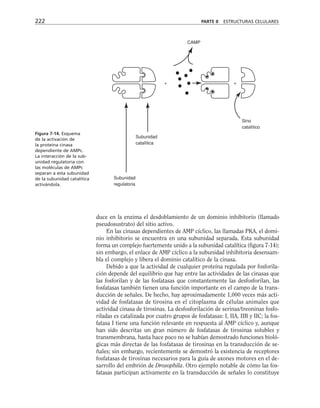 222 PARTE II ESTRUCTURAS CELULARES
+ +
Subunidad
catalítica
Subunidad
regulatoria
Sino
catalítico
CAMP
Figura 7-14. Esquema
de la activación de
la proteína cinasa
dependiente de AMPc.
La interacción de la sub-
unidad regulatoria con
las moléculas de AMPc
separan a esta subunidad
de la subunidad catalítica
activándola.
duce en la enzima el desdoblamiento de un dominio inhibitorio (llamado
pseudosustrato) del sitio activo.
En las cinasas dependientes de AMP cíclico, las llamadas PKA, el domi-
nio inhibitorio se encuentra en una subunidad separada. Esta subunidad
forma un complejo fuertemente unido a la subunidad catalítica (figura 7-14);
sin embargo, el enlace de AMP cíclico a la subunidad inhibitoria desensam-
bla el complejo y libera el dominio catalítico de la cinasa.
Debido a que la actividad de cualquier proteína regulada por fosforila-
ción depende del equilibrio que hay entre las actividades de las cinasas que
las fosforilan y de las fosfatasas que constantemente las desfosforilan, las
fosfatasas también tienen una función importante en el campo de la trans-
ducción de señales. De hecho, hay aproximadamente 1,000 veces más acti-
vidad de fosfatasas de tirosina en el citoplasma de células animales que
actividad cinasa de tirosinas. La desfosforilación de serinas/treoninas fosfo-
riladas es catalizada por cuatro grupos de fosfatasas: I, IIA, IIB y IIC; la fos-
fatasa I tiene una función relevante en respuesta al AMP cíclico y, aunque
han sido descritas un gran número de fosfatasas de tirosinas solubles y
transmembrana, hasta hace poco no se habían demostrado funciones bioló-
gicas más directas de las fosfatasas de tirosinas en la transducción de se-
ñales; sin embargo, recientemente se demostró la existencia de receptores
fosfatasas de tirosinas necesarios para la guía de axones motores en el de-
sarrollo del embrión de Drosophila. Otro ejemplo notable de cómo las fos-
fatasas participan activamente en la transducción de señales lo constituye
 