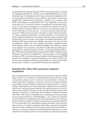 la superfamilia de fosfatasas llamadas PTP. En esta superfamilia se incluyen
las fosfatasas específicas de tirosinas, las de especificidad dual, las de peso
molecular bajo y las fosfatasas Cdc 25. Estas enzimas son mediadores críti-
cos de una gran variedad de procesos celulares, que incluyen: crecimiento,
metabolismo, diferenciación, movilidad y apoptosis. Los estudios sobre
PTEN, una fosfatasa con similaridad a PTP, han establecido su preponde-
rante papel en el crecimiento celular y en apoptosis al encontrarse muta-
ciones en este gen que promueven la formación de tumores en diversos
tejidos humanos. El gen de PTEN se encuentra en el cromosoma 10q23, un
locus involucrado en varios cánceres, y se han encontrado mutaciones ger-
minales en PTEN, lo que convierte a este gen en un gen supresor de tumo-
res. Estas mutaciones germinales son determinantes en la aparición de
ciertos síndromes familiares; los pacientes afectados tienen un gran riesgo
de desarrollar cáncer de mama y de tiroides. Los estudios bioquímicos de la
fosfatasa PTEN han revelado los probables mecanismos de estos procesos
tumorigénicos. PTEN usa como segundo mensajero fosfatildil-inositol-
3,4,5-trifosfato (PIP3) como su sustrato fisiológico. Este lípido de inositol
es un regulador de crecimiento y de señales de sobrevivencia celular prove-
nientes de los receptores-cinasa de serinas y treoninas, llamados PDK1 y
Akt. PTEN funciona desfoforilando la posición D3 de PIP3, regulando nega-
tivamente los procesos de señalización “corriente abajo” de este segundo
mensajero (PIP3). Las mutaciones que impiden el funcionamiento de PTEN
tienen como resultado un aumento importante en los niveles de PIP3 y, por
lo tanto, una activación constitutiva de las señales de sobrevivencia media-
das por Akt, lo cual lleva a una inhibición del proceso apoptótico.
Dominios SH1, SH2 y SH3 y proteínas modulares
acopladoras
Otra estrategia para llevar los mensajes químicos desde la superficie celular
hasta el núcleo es el empleo de las interacciones proteína-proteína. Estas
interacciones pueden ocurrir a través del reconocimiento y contacto de
ciertas estructuras modulares o dominios comunes en proteínas distintas;
estos módulos conectan distintos componentes “corriente arriba” y “corrien-
te abajo” involucrados en la vía de señalamiento. Además del reconocimiento
estructural, la activación puede depender de la presencia de uno o más fos-
fatos en estos módulos; del mismo modo, al perder los grupos fosfatos estos
módulos se inactivan y la señal decae. Estos módulos o dominios, llamados
SH1, SH2 y SH3, fueron nombrados por su semejanza con las estructuras
de una proteína llamada src (“src homology 1”, etc.). El gen de la proteína
src fue identificado inicialmente como parte del genoma de un virus que
produce tumores en pollos y, debido a que este tipo de elementos genéticos
son los responsables de la capacidad de muchas partículas virales para pro-
ducir tumores, se les llama oncogenes. Hoy en día se sabe que los dominios
SH1 son el centro catalítico de las cinasas de tirosina; los dominios SH2 re-
conocen y se anclan a residuos tirosina-fosforilados flanqueados por cierto
contexto de aminoácidos, por lo que una proteína que contenga estructuras
CAPÍTULO 7 TRANSDUCCIÓN DE SEÑALES 223
 