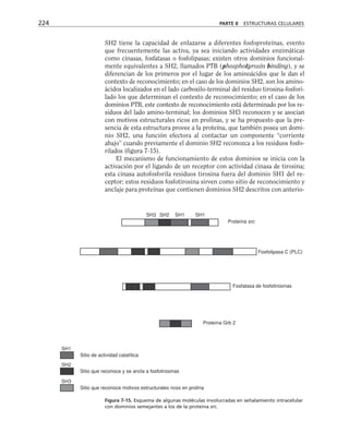 SH2 tiene la capacidad de enlazarse a diferentes fosfoproteínas, evento
que frecuentemente las activa, ya sea iniciando actividades enzimáticas
como cinasas, fosfatasas o fosfolipasas; existen otros dominios funcional-
mente equivalentes a SH2, llamados PTB (phosphotyrosin binding), y se
diferencian de los primeros por el lugar de los aminoácidos que le dan el
contexto de reconocimiento; en el caso de los dominios SH2, son los amino-
ácidos localizados en el lado carboxilo-terminal del residuo tirosina-fosfori-
lado los que determinan el contexto de reconocimiento; en el caso de los
dominios PTB, este contexto de reconocimiento está determinado por los re-
siduos del lado amino-terminal; los dominios SH3 reconocen y se asocian
con motivos estructurales ricos en prolinas, y se ha propuesto que la pre-
sencia de esta estructura provee a la proteína, que también posea un domi-
nio SH2, una función efectora al contactar un componente “corriente
abajo” cuando previamente el dominio SH2 reconozca a los residuos fosfo-
rilados (figura 7-15).
El mecanismo de funcionamiento de estos dominios se inicia con la
activación por el ligando de un receptor con actividad cinasa de tirosina;
esta cinasa autofosforila residuos tirosina fuera del dominio SH1 del re-
ceptor; estos residuos fosfotirosina sirven como sitio de reconocimiento y
anclaje para proteínas que contienen dominios SH2 descritos con anterio-
224 PARTE II ESTRUCTURAS CELULARES
SH3 SH2 SH1 SH1
Proteína src
Fosfolipasa C (PLC)
Fosfatasa de fosfotirosinas
Proteína Grb 2
SH3
SH2
SH1
Sitio de actividad catalítica
Sitio que reconoce y se ancla a fosfotirosinas
Sitio que reconoce motivos estructurales ricos en prolina
Figura 7-15. Esquema de algunas moléculas involucradas en señalamiento intracelular
con dominios semejantes a los de la proteína src.
 