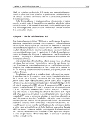 ridad. Las proteínas con dominios SH2 pueden o no tener actividades en-
zimáticas o funcionar como proteínas adaptadoras que conectan al recep-
tor activado a través de un dominio SH3 con otras enzimas generadoras
de señales auténticas.
Se ha demostrado que el funcionamiento de estos dominios proteicos
organiza y regula redes de interacción muy versátiles, además de indicar
cuál es el camino al núcleo desde la superficie celular; también participan
en el tráfico de proteínas y su localización subcelular así como en el control
de la arquitectura celular.
Ejemplo 1: Vía de señalamiento Ras
Esta vía de señalamiento (figura 7-16) toma su nombre de uno de sus com-
ponentes y, en mamíferos, varios de estos componentes están relacionados
con oncogenes, lo que sugiere que una activación aberrante de esta vía de
señalamiento tiene el potencial de producir tumores. En términos bioquími-
cos, han sido caracterizados los componentes de este sistema involucrados
en procesos tan diversos como el crecimiento de células de mamíferos en
cultivo, en el desarrollo del ojo de D. melanogaster, en el desarrollo de la
vulva de C. elegans y en el proceso de apareamiento de la levadura de Sac-
charomyces cerevisiae.
Una característica sobresaliente de esta vía es que puede ser activada
a través de diversas formas y tiene distintos efectos. Se trata de una cas-
cada de señales que es empleada para conectar en el inicio un estímulo
apropiado, con una respuesta efectora al final. Aunque no se conocen to-
dos los detalles y las ramificaciones del sistema, el esquema general está
bastante definido.
En células de mamíferos, la cascada se inicia en la membrana plasmá-
tica por la activación de receptores con actividad cinasa de tirosina debi-
do al enlace con su ligando, típicamente EGF (del inglés epidermal
growth factor) o PDGF (platelet derived growth factor). Estos receptores
activados se asocian con una proteína adaptadora llamada Grb2 (figura 7-16)
a través de sus dominios SH2; a través de sus dominios SH3, se asocia
con otra proteína llamada SOS, que es una proteína intercambiadora de
GDP por GTP; cuando SOS se encuentra activada, se acerca a la membra-
na y esta cercanía es suficiente para activar el intercambio de GTP por
GDP a Ras, que es una proteína G monomérica (activa sólo cuando tiene
enlazado GTP) y que se encuentra adosada a la membrana plasmática a
través de un grupo farnesilo. Cuando Ras está activa entra en contacto
con otra proteína llamada Raf atrayéndola del citosol a la membrana
plasmática e indirectamente induciendo su fosforilación; la cinasa res-
ponsable de este evento no se ha identificado aún. La fosforilación de Raf
la activa y esta activación lleva a la fosforilación de otra enzima llamada
MEK, que es una cinasa que fosforila tanto residuos tirosina como treo-
nina y su sustrato es otra cinasa llamada ERK/MAP. A partir de este pun-
to todos los episodios de activación se deben a la actividad de cinasas de
residuos serina/treonina.
CAPÍTULO 7 TRANSDUCCIÓN DE SEÑALES 225
 