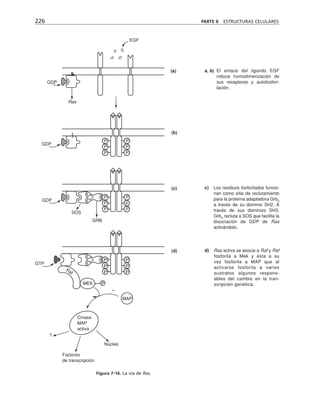 226 PARTE II ESTRUCTURAS CELULARES
GDP
Ras
P P
P P
P P
P P
P P
P P
P P
P P
P P
Cinasa
MAP
activa
Núcleo
Factores
de transcripción
MAP
P
MEK
Raf
GTP
GRB
SOS
GDP
GDP
EGF
(a)
(b)
(c)
(d)
?
–
a, b) El enlace del ligando EGF
induce homodimerización de
sus receptores y autofosfori-
lación.
c) Los residuos fosforilados funcio-
nan como sitio de reclutamiento
para la proteína adaptadora Grb2
a través de su dominio SH2. A
través de sus dominios SH3,
Grb2
recluta a SOS que facilita la
disociación de GDP de Ras
activándolo.
d) Ras activa se asocia a Raf y Raf
fosforila a Mek y ésta a su
vez fosforila a MAP que al
activarse fosforila a varios
sustratos algunos respons-
ables del cambio en la tran-
scripción genética.
Figura 7-16. La vía de Ras.
 