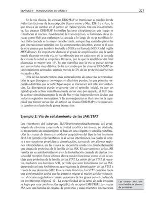 En la vía clásica, las cinasas ERK/MAP se translocan al núcleo donde
fosforilan factores de transcripción blanco como c-Myc, Elk-1 o c-Jun, lo
que lleva a un cambio en el patrón de transcripción. En una vía alternati-
va, las cinasas ERK/MAP fosforilan factores citoplásmicos que luego se
translocan al núcleo, modificando la transcripción, o fosforilan otras ci-
nasas como Rsk que extienden la cascada a lo largo de otras ramificacio-
nes. Esta cascada es la mejor caracterizada, aunque hay cascadas paralelas
que interaccionan también con los componentes descritos, como es el caso
de otra cinasa que también fosforila a MEK y es llamada MEKK (del inglés
MEK kinase). Es importante destacar el grado de amplificación que la señal
puede alcanzar en esta vía, se ha estimado que en cada paso de la cascada
de cinasas la señal se amplifica 10 veces, por lo que la amplificación final
alcanzada es mayor que 104
, lo que significa que la vía se puede activar
aun con señales muy débiles. Se ha calculado que las cinasas ERK/MAP es-
tán totalmente activadas; cuando menos de 5% de las proteínas Raf se han
enlazado a Ras.
Otra de las características más sobresalientes de estas vías de transduc-
ción es que divergen y convergen en distintos puntos, lo que permite res-
puestas distintas que se sobrelapan o que se inician en distintas circunstan-
cias. La divergencia puede originarse con el episodio inicial, ya que un
ligando puede activar simultáneamente varias vías; por ejemplo, el EGF pue-
de activar simultáneamente la vía de Ras y vías independientes de Ras que
inducen segundos mensajeros. Y las convergencias se ilustran con la capa-
cidad que tienen varias vías de activar las cinasas ERK/MAP y el consecuen-
te cambio en el patrón de genes transcritos.
Ejemplo 2: Vía de señalamiento de las JAK/STAT
Los receptores del subgrupo IL/IFN/eritropoyetina/hormona del creci-
miento de citocinas carecen de actividad catalítica intrínseca; no obstante,
su mecanismo de señalamiento se basa en una elegante y sencilla combina-
ción de cinasas de tirosina y módulos acopladores del tipo de los dominios
SH2. Un ejemplo representativo es el de los interferones, los cuales al unir-
se a sus receptores propician su dimerización, acercando con ello sus regio-
nes intracelulares, en las cuales se encuentra unida (no covalentemente)
una cinasa de proteínas de la familia de las JAK. El acercamiento de las JAK
resulta en su autofosforilación y en la fosforilación cruzada de ciertas tiro-
sinas del receptor. Estos últimos ahora pueden funcionar como sitios de an-
claje para proteínas de la familia de las STAT. La unión de las STAT al recep-
tor, mediante sus dominios SH2, permite que sean fosforiladas por las JAK,
generando así una fosfotirosina que ocasiona la dimerización de las STAT a
través de sus dominios SH2. En el estado dimérico, las STAT cambian hacia
una conformación activa que les permite migrar al núcleo celular y funcio-
nar ahí como reguladores transcripcionales de los genes con el control de
los interferones (figura7-17). La especificidad de la señal de cada citocina
se logra por una combinación específica de receptor/JAK/STAT. Las cinasas
JAK son una familia de cinasas de proteínas y cada miembro interacciona
CAPÍTULO 7 TRANSDUCCIÓN DE SEÑALES 227
Las cinasas JAK son
una familia de cinasas
de proteínas.
 