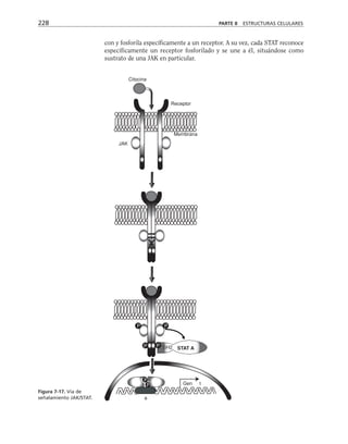 228 PARTE II ESTRUCTURAS CELULARES
JAK
Membrana
Receptor
Citocina
STAT A
SH2
Gen 1
a
P
P P
P
P
P
con y fosforila específicamente a un receptor. A su vez, cada STAT reconoce
específicamente un receptor fosforilado y se une a él, situándose como
sustrato de una JAK en particular.
Figura 7-17. Vía de
señalamiento JAK/STAT.
 