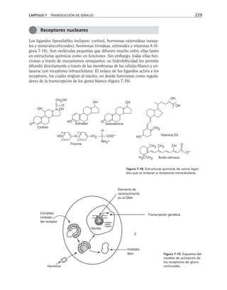 Los ligandos liposolubles incluyen: cortisol, hormonas esteroideas (sexua-
les y mineralocorticoides), hormonas tiroideas, retinoides y vitamina A (fi-
gura 7-18). Son moléculas pequeñas que difieren mucho entre ellas tanto
en estructuras químicas como en funciones. Sin embargo, todas ellas fun-
cionan a través de mecanismos semejantes: su hidrofobicidad les permite
difundir directamente a través de las membranas de las células blanco y en-
lazarse con receptores intracelulares. El enlace de los ligandos activa a los
receptores, los cuales migran al núcleo, en donde funcionan como regula-
dores de la transcripción de los genes blanco (figura 7-19).
CAPÍTULO 7 TRANSDUCCIÓN DE SEÑALES 229
Receptores nucleares
O
OH
Cortisol
CH2OH
C = O
OH
HO
Estradiol
OH
O
Testosterona
OH
OH
OH
HO
CH2
Vitamina D3
H3C CH3
CH3 CH3 CH
C
O
Ácido retinoico
O C
CH2 COO–
HO
I
I
I
I
Tiroxina
H
NH3
+
O–
Figura 7-18. Estructuras químicas de varios ligan-
dos que se enlazan a receptores intracelulares.
Núcleo
Hormona
Inhibidor
libre
Transcripción genética
Elemento de
reconocimiento
en el DNA
Complejo
inhibidor
del receptor
0
Figura 7-19. Esquema del
modelo de activación de
los receptores de gluco-
corticoides.
 