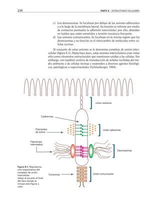 c) Los desmosomas. Se localizan por debajo de las uniones adherentes
y a lo largo de la membrana lateral. Su función es reforzar por medio
de contactos puntuales la adhesión intercelular; por ello, abundan
en tejidos que están sometidos a tensión mecánica frecuente.
d) Las uniones comunicantes. Se localizan en la misma región que los
desmosomas y su función es el intercambio de moléculas entre cé-
lulas vecinas.
Al conjunto de estas uniones se le denomina complejo de unión inter-
celular (figura 8-1). Hasta hace poco, estas uniones intercelulares eran vistas
sólo como elementos estructurales que mantienen unidas a las células. Sin
embargo, son también centros de transducción de señales recibidas del me-
dio ambiente y de células vecinas y responden a diversos agentes fisiológi-
cos, patológicos o experimentales (Schneeberger, 1994).
234 PARTE II ESTRUCTURAS CELULARES
Unión estrecha
Unión adherente
Cadherinas
Filamentos
de actina
Filamentos
intermedios
Conexinas Unión comunicante
Desmosomas
Figura 8-1. Representa-
ción esquemática del
complejo de unión
intercelular.
Véase el encarte al final
del libro donde se
incluye esta figura a
color.
 