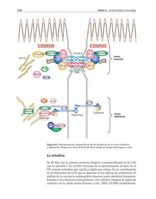 La ocludina
De 65 kDa, fue la primera proteína integral y transmembranal de las UEs
que se identificó. Su nombre proviene de la denominación en latín de la
UE: zonula occludens que significa región que ocluye. Es un constituyente
de los filamentos de la UE que se observan en las réplicas de criofractura. El
análisis de su secuencia aminoacídica muestra cuatro dominios transmem-
branales y dos dominios extracelulares; estos últimos integran la región de
contacto con la célula vecina (Furuse y cols., 1993). El DNA complementa-
236 PARTE II ESTRUCTURAS CELULARES
Unión
adherente
Unión
estrecha
Ocludina
Claudina
JAM
Cadherinas
Cateninas
Cateninas
APC GSK3β
β
Axina
α–actinina α
γ
β
p120
Vinculina
c–yes c–src
Miosina
p120
α
β
ZO–2
ZO–2
ZO–3
ZO–1
ZO–3
ZO–1
Espectrina
Afadina
Espectrina
Afadina
Rab3b
Rab13
7H6
Actina
Cingulina
Radixina
Simplekina Simplekina
γ
Figura 8-3. Representación esquemática de las proteínas de la unión estrecha
y adherente. Véase el encarte al final del libro donde se incluye esta figura a color.
 