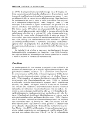 rio (DNAc) de esta proteína no presenta homología con el de ninguna pro-
teína previamente caracterizada. La ocludina parece desempeñar un papel
importante en el funcionamiento de las uniones estrechas, ya que: 1) cuan-
do células epiteliales se transfectan con ocludina mutada, ésta se localiza en
las uniones estrechas, pero la unión se vuelve permeable al flujo paracelu-
lar de iones y moléculas (Balda y cols., 1996a; Chen y cols., 1996); 2) El RNA
mensajero de la ocludina se expresa intensamente en epitelios ricos en
uniones estrechas y muy débilmente en líneas fibroblásticas (carecen de
UE) (Saitou y cols., 1996); 3) en las células endoteliales de cerebro, que
tienen una elevada resistencia transepitelial, se expresan altos niveles de
ocludina que colocaliza con la proteína ZO-1 en los sitios de contacto cé-
lula-célula. En cambio, en las células endoteliales de aorta, que forman UE
con muy baja resistencia transepitelial, la ocludina es casi indetectable (Hi-
rase y cols., 1996); y 4) en los túbulos renales de los mamíferos la expresión
de ocludina aumenta conforme se incrementa la resistencia eléctrica trans-
epitelial (RET) y la complejidad de la UE. Por tanto, hay más ocludina en
los segmentos colectores que en los proximales (González-Mariscal y cols.,
2000).
La fosforilación de ocludina se incrementa significativamente durante
la formación de las uniones estrechas (Sakakibara y cols., 1996), lo que lle-
va a especular sobre una posible regulación del funcionamiento de la unión
a través de procesos de fosforilación-desfosforilación.
Claudinas
Su nombre proviene del latín claudere, que significa cerrar o claudicar, en
referencia a la función de la UE de bloquear el paso de moléculas por la ruta
paracelular. En 1998 las claudinas 1 y 2 se identificaron como componen-
tes estructurales de las UEs. Estas proteínas integrales de 23 kDa, tienen
cuatro dominios transmembranales, no se parecen a la ocludina (Furuse y
cols., 1998a) y cuando se introducen a fibroblastos forman redes de filamen-
tos semejantes a las UEs epiteliales (Furuse y cols., 1998b). Las claudinas
transfectadas en células epiteliales se incorporan a las UEs preexistentes
(Furuse y cols., 1998a). La búsqueda, en bancos de información, de secuen-
cias similares a las claudinas 1 y 2 reveló la existencia de varias secuencias
semejantes, que habían sido previamente clonadas, pero que hasta ese mo-
mento se desconocía su asociación con las UEs. Las 18 proteínas hasta aho-
ra identificadas como claudinas constituyen una familia, y entre ellas des-
tacan: 1) la claudina 4, inicialmente identificada como el receptor para la
enterotoxina de Clostridium perfringens (Katahira y cols., 1997); 2) la clau-
dina 5, descubierta como una proteína truncada en pacientes con síndrome
velo-cardio-facial (TMVCF)(Carlson y cols., 1997); 3) la claudina 11 o pro-
teína específica de los oligodendrocitos (OSP), que ahora se sabe se localiza
en las UEs de las células de Sertoli y de las cubiertas multilaminares de mie-
lina (Morita y cols., 1999b); y 4) la claudina 16 o paracelina cuyo gen se en-
contró mutado en pacientes con hipomagnesemia renal hereditaria. A dife-
rencia de otros cationes, tales como el Na+
, K+
o el Ca2+
, la reabsorción de
CAPÍTULO 8 LOS CONTACTOS INTERCELULARES 237
 