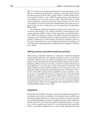 Mg2+
en el riñón ocurre fundamentalmente por la ruta paracelular y se ori-
gina por el gradiente electroquímico existente a través del epitelio del asa
ascendente gruesa de Henle (TAL), región donde se localiza exclusivamen-
te la claudina 16 (Simon y cols., 1999). En consecuencia, se ha propuesto a
esta molécula como un canal selectivo a Mg2+
. Esta observación es suma-
mente importante, ya que la presencia de canales iónicos en la UE está en
concordancia con una de las funciones fundamentales de la unión que es re-
gular el flujo de iones y moléculas por la ruta paracelular (Goodenough y
Wong, 1999).
La cantidad de claudina que expresa un epitelio parece relacionarse con
su nivel de “abrochadura”. Así, cuando la claudina 1 se sobreexpresa, la mo-
nocapa aumenta su RET y reduce el flujo paracelular de moléculas (Inai y
cols., 1999). Sin embargo, la relación entre RET y expresión de claudinas es
compleja, ya que cada tejido expresa a un grupo específico de claudinas. Por
ejemplo, mientras que el riñón expresa casi todas las claudinas, otros teji-
dos como el testículo tienen una muy baja expresión de las claudinas 1 a 8
y sus UEs están fundamentalmente constituidas por la claudina 11 (Morita y
cols., 1999a).
JAM (junctional associated membrane protein)
Esta proteína se identificó mediante un anticuerpo monoclonal generado
contra células endoteliales. Sin embargo, también se expresa en las células
epiteliales. JAM posee una sola región transmembranal y su porción extra-
celular contiene dos dominios con enlaces disulfuro, típicos de las inmuno-
globulinas. JAM se localiza en las UEs y, cuando se transfecta disminuye la
permeabilidad de las monocapas al flujo paracelular de moléculas. JAM
media adhesiones célula-célula homotípicas y los anticuerpos contra esta
molécula inhiben la migración transendotelial de los monocitos in vitro e
in vivo. Como JAM se expresa tanto en endotelios como en epitelios, se sos-
pecha que es responsable del paso de los leucocitos por la ruta paracelular
de epitelios y endotelios. Las funciones de JAM pueden ser varias y no res-
tringirse exclusivamente a la UE, ya que por un lado ha sido detectada en
los megacariocitos que carecen de UE y, por otro, no se expresa en algunas
células epiteliales tales como los hepatocitos que contienen UEs bien desa-
rrolladas (Martin-Padura y cols., 1998).
Simplekina
Esta proteína de 127 kDa se localiza en la porción citoplásmica de las UEs de
los epitelios, pero no de los endotelios. Sin embargo, tanto su mRNA como
la proteína pueden detectarse en células que carecen de uniones estrechas
(por ejemplo, fibroblastos) e incluso de cualquier tipo de contacto estable (por
ejemplo, linfocitos). En todas estas células la simplekina aparece en el nú-
cleo y, sólo en aquellas que forman UE, se recluta parcial, pero específica-
mente, a la porción citoplásmica de la unión. Estas observaciones hacen
238 PARTE II ESTRUCTURAS CELULARES
 