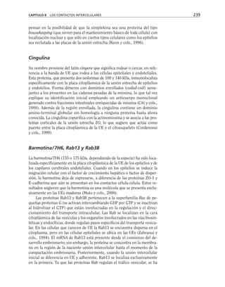 pensar en la posibilidad de que la simplekina sea una proteína del tipo
housekeeping (que sirven para el mantenimiento básico de toda célula) con
localización nuclear y que sólo en ciertos tipos celulares como los epitelios
sea reclutada a las placas de la unión estrecha (Keon y cols., 1996).
Cingulina
Su nombre proviene del latín cingere que significa rodear o cercar, en refe-
rencia a la banda de UE que rodea a las células epiteliales y endoteliales.
Esta proteína, que presenta dos isoformas de 108 y 140 kDa, inmunolocaliza
específicamente con la placa citoplásmica de la unión estrecha de epitelios
y endotelios. Forma dímeros con dominios enrollados (coiled-coil) seme-
jantes a los presentes en las cadenas pesadas de la miosina, lo que tal vez
explique su identificación inicial empleando un anticuerpo monoclonal
generado contra fracciones intestinales enriquecidas de miosina (Citi y cols.,
1988). Además de la región enrollada, la cingulina contiene un dominio
amino-terminal globular sin homología a ninguna proteína hasta ahora
conocida. La cingulina copurifica con la actinomiosina y se asocia a las pro-
teínas corticales de la unión estrecha ZO, lo que sugiere que actúa como
puente entre la placa citoplásmica de la UE y el citoesqueleto (Cordenonsi
y cols., 1999).
Barmotina/ 7H6, Rab13 y Rab3B
La barmotina/7H6 (155 o 175 kDa, dependiendo de la especie) ha sido loca-
lizada específicamente en la placa citoplásmica de la UE de los epitelios y de
los capilares cerebrales endoteliales. Cuando en los epitelios se induce la
migración celular con el factor de crecimiento hepático o factor de disper-
sión, la barmotina deja de expresarse, a diferencia de las proteínas ZO-1 y
E-cadherina que aún se presentan en los contactos célula-célula. Estos re-
sultados sugieren que la barmotina es una molécula que se presenta exclu-
sivamente en las UEs maduras (Muto y cols., 2000).
Las proteínas Rab13 y Rab3B pertenecen a la superfamilia Ras de pe-
queñas proteínas G (se activan intercambiando GDP por GTP y se inactivan
al hidrolizar el GTP) que están involucradas en la regulación y el direc-
cionamiento del transporte intracelular. Las Rab se localizan en la cara
citoplásmica de las vesículas y los organelos involucrados en las vías biosin-
téticas y endocíticas, donde regulan pasos específicos del transporte vesicu-
lar. En las células que carecen de UE la Rab13 se encuentra dispersa en el
citoplasma, pero en las células epiteliales se ubica en las UEs (Zahraoui y
cols., 1994). El mRNA de Rab13 está presente desde el comienzo del de-
sarrollo embrionario; sin embargo, la proteína se concentra en la membra-
na en la región de la naciente unión intercelular hasta el momento de la
compactación embrionaria. Posteriormente, cuando la unión intercelular
inicial se diferencia en UE y adherente, Rab13 se localiza exclusivamente
en la primera. Ya que las proteínas Rab regulan el tráfico vesicular, se ha
CAPÍTULO 8 LOS CONTACTOS INTERCELULARES 239
 