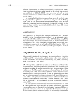 pensado sobre su papel en el direccionamiento de las proteínas de la UE a
su destino. Esta sugerencia se apoya además en el hecho de que la proteí-
na regulatoria de Rab13, la δ-PDE, posee secuencias carboxilo-terminal
capaces de interactuar con los dominios PDZ de las proteínas ZO (Sheth
y cols., 2000).
La proteína Rab3b está involucrada en los procesos de exocitosis regu-
lada y en las células epiteliales se concentra en la región de la UE (Weber y
cols., 1994). Se sabe que su sobreexpresión reorganiza a la actina en largos
filopodios y modifica el direccionamiento de ZO-1 a la UE, mediante un pro-
ceso en el que participa la enzima fosfatidilinositol-3-cinasa (PI3-cinasa)
(Sunshine y cols., 2000).
Afadina/canoe
Esta proteína es un blanco de Ras que posee un dominio PDZ y se asocia
con ZO-1 en las UEs de las células epiteliales y en las uniones de cadhe-
rina de los fibroblastos (Yamamoto y cols., 1997; Mandai y cols., 1999).
La activación por Ras de Afadina/canoe inhibe su interacción con ZO-1
(Yamamoto y cols., 1999). Durante la embriogénesis, su presencia es re-
querida para una correcta cerradura dorsal (Takahashi y cols., 1998) y en
el sistema nervioso se localiza en las densidades postsinápticas (Buchert
y cols., 1999).
Las proteínas ZO: ZO-1, ZO-2 y ZO-3
El nombre ZO proviene de la abreviatura de zonula occludens, el nombre
en latín de la UE y la numeración 1, 2 o 3 revela el orden con el que fueron
siendo descubiertas estas moléculas (Stevenson y cols., 1986; Gumbiner y
cols., 1991; Haskins y cols., 1998):
ZO-1. Esta proteína de 220 kDa se localiza en las UEs de las células epitelia-
les y endoteliales. Sin embargo, también está presente en el citoplasma y los
contactos puntuales de células no epiteliales tales como astrocitos, células
de Schwann, fibroblastos, glioma, sarcoma y líneas celulares de mieloma
(Howarth y cols., 1992). En las células epiteliales ZO-1 se encuentra asocia-
da a las uniones adherentes cuando la UE aún no se ha establecido, ya sea
por un tratamiento experimental como la ausencia de calcio (Rajasekaran y
cols., 1996) o en las primeras etapas del desarrollo embrionario (antes de la
compactación del embrión formado por 8 células) (Fleming y cols., 1989).
En las sinapsis ZO-1 se acumula en la terminal presináptica (Buchert y
cols., 1999).
Se han detectado tres dominios de procesamiento alternativo en ZO-1:
α, β y γ. El dominio α es una región de 80 aminoácidos presente sólo en UE
y no en adherentes y su abundancia se relaciona con una mayor RET del te-
jido. Esta conclusión se basa en las siguientes observaciones: 1) los epi-
telios tienen en general una RET mayor que los endotelios y, aunque ambos
240 PARTE II ESTRUCTURAS CELULARES
 