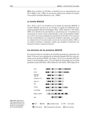ZO-3. Esta proteína, de 130 kDa, se identificó por su coprecipitación con
ZO-1 (Balda y cols., 1993). Su secuencia contiene dos señales de localiza-
ción nuclear (González-Mariscal y cols., 1999a).
La familia MAGUK
ZO-1, ZO-2 y ZO-3 son miembros de la familia de proteínas MAGUK; el
nombre MAGUK proviene de las iniciales en inglés de membrane asso-
ciated guanylate kinases homologues (Kim, 1995; Anderson y Van Itallie,
1995). Los miembros de esta familia se caracterizan por: 1) localizarse en
estructuras de unión celular especializadas, como las densidades sinápti-
cas, la UE y las uniones septadas (el equivalente de las UEs en los insectos);
2) estar constituidas por un conjunto de módulos o dominios, cuyo núme-
ro y disposición se ha conservado a través de la evolución (Kim, 1995), y
3) reclutar proteínas y transducir señales que modulan el desarrollo em-
brionario normal y suprimen tumores.
Los dominios de las proteínas MAGUK
En consenso todos los miembros de la familia presentan los siguientes mó-
dulos: 1) de uno a tres repetidos de un dominio llamado PDZ (por estar pre-
sentes en las proteínas PSD95, disc large y ZO-1); 2) un dominio SH3 (do-
minio 3 con homología a Src), y 3) una región de homología con la enzima
guanilato-cinasa (GK) (Kim, 1995; Anderson y Van Itallie, 1995) (figura 8-4).
242 PARTE II ESTRUCTURAS CELULARES
PSD–95/
ZO–2
p55
MAGI–1/BAP1
Lin2/CASK
Tamou
Dlg
SAP–97
Chapsina 110
SAP 90
ZO–1
PDZ
CamCinasa II Procesamien prolina
SH3 Acídica
Guanila
Figura 8-4. Representa-
ción esquemática de los
diferentes dominios pre-
sentes en las proteínas
de la familia MAGUK.
 