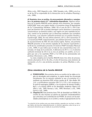 (Kim y cols., 1997; Deguchi y cols., 1998; Yamada y cols., 1999) y en el ca-
so de las ZO es responsable de la interacción con la ocludina (Fanning y
cols., 1998).
d) Dominios ricos en prolina, de procesamiento alternativo y semejan-
tes a la proteína-cinasa Ca2+
calmodulina-dependiente. Algunos miem-
bros de la familia MAGUK tienen además otros dominios, por ejemplo,
LIN2/CASK1
tiene una región similar a la proteína-cinasa II dependiente
de Ca+2
-Calmodulina (Hoskins, 1996). En el caso de ZO-1 y ZO-2 des-
pués del dominio GK se pueden distinguir varios dominios o secuencias
características: un dominio acídico, una región con siete repetidos de leu-
cina, común en las proteínas que se dimerizan mediante una cremallera
de leucinas, y un extremo carboxilo-terminal rico en prolina (Jesaitis y
Goodenough, 1994). En este último dominio, ZO-1 y ZO-2 presentan 17
y 2 secuencias PXXP, respectivamente, que podrían funcionar como sitios
de reconocimiento de SH3. En esta misma región, Tamou, una proteína
MAGUK presente en las uniones septadas de los insectos (equivalente a
la UE de los vertebrados) presenta 15 motivos PXXP (González-Mariscal
y cols., 1999), lo que indica que se trata de una característica muy con-
servada a lo largo de la evolución. A diferencia de ZO-1 y -2, el extremo
carboxilo-terminal de ZO-3 no es rico en prolina; en cambio, en la re-
gión que une a los repetidos PDZ1 y 2 el 14% de los aminoácidos son
prolinas (Stevenson y cols., 1996).
La rama sináptica de la familia MAGUK tiene tres sitios de procesa-
miento alternativo (I1-3). De ellos, el sitio I3 funciona como dominio de
asociación a la 4.1, una proteína asociada a la actina (Marfatia y cols.,
1996).
Otros miembros de la familia MAGUK
a) PSD95/SAP90. Esta proteína deriva su nombre de las siglas en in-
glés de densidades post-sinápticas, la región donde fue encontrada
inicialmente. Por su extremo carboxilo se une a la proteína 4.1 y
mediante sus dominios PDZ recluta canales de K+
tipo shaker (Kv
1.4), a rectificadores entrantes (Kir 2.1 y 2.3), a los receptores a
N-metil-D-asparagina (NMDA), a los receptores de kainato GluR6 y
Ka2 y a la enzima nNOS en las densidades sinápticas (figura 8-5)
(Kim y cols., 1995; Kornau y cols., 1995; Brenman y cols., 1996;
Garcia y cols., 1998).
b) Chapsina110. Esta proteína tiene 70% de identidad con PSD95. En
cerebro de rata muestra un patrón de expresión somatodendrítico
que colocaliza con la distribución de PSD95. Se asocia con las den-
sidades postsinápticas en el cerebro y media el agrupamiento de los
244 PARTE II ESTRUCTURAS CELULARES
1
La notación de dos nombres para una misma proteína, separados por una barra, se debe a
que habían sido descritas independientemente, en distintos oganismos, antes de que su se-
cuenciación demostrara que se trataba de una proteína homóloga.
 