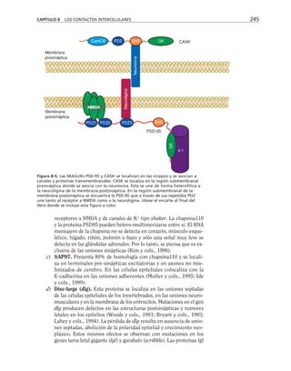 receptores a NMDA y de canales de K+
tipo shaker. La chapsina110
y la proteína PSD95 pueden hetero-multimerizarse entre sí. El RNA
mensajero de la chapsina no se detecta en corazón, músculo esque-
lético, hígado, riñón, pulmón o bazo y sólo una señal muy leve se
detecta en las glándulas adrenales. Por lo tanto, se piensa que es ex-
clusiva de las uniones sinápticas (Kim y cols., 1996).
c) SAP97. Presenta 80% de homología con chapsina110 y se locali-
za en terminales pre-sinápticas excitatorias y en axones no mie-
linizados de cerebro. En las células epiteliales colocaliza con la
E-cadherina en las uniones adherentes (Muller y cols., 1995; Ide
y cols., 1999).
d) Disc-large (dlg). Esta proteína se localiza en las uniones septadas
de las células epiteliales de los invertebrados, en las uniones neuro-
musculares y en la membrana de los eritrocitos. Mutaciones en el gen
dlg producen defectos en las estructuras postsinápticas y tumores
letales en los epitelios (Woods y cols., 1991; Bryant y cols., 1993;
Lahey y cols., 1994). La pérdida de dlg resulta en ausencia de unio-
nes septadas, abolición de la polaridad epitelial y crecimiento neo-
plásico. Estos mismos efectos se observan con mutaciones en los
genes larva letal gigante (lgl) y garabato (scribble). Las proteínas lgl
CAPÍTULO 8 LOS CONTACTOS INTERCELULARES 245
PSD-95
Membrana
presináptica
Membrana
postsináptica
CamCII SH3
PDZ GK CASK
Neurexina
Neuroligina
SH3
GK
PDZ3
4.1
Figura 8-5. Las MAGUKs PSD-95 y CASK se localizan en las sinapsis y se asocian a
canales y proteínas transmembranales. CASK se localiza en la región submembranal
presináptica donde se asocia con la neurexina. Esta se une de forma heterofílica a
la neuroligina de la membrana postsináptica. En la región submembranal de la
membrana postsináptica se encuentra la PSD-95 que a través de sus repetidos PDZ
une tanto al receptor a NMDA como a la neuroligina. Véase el encarte al final del
libro donde se incluye esta figura a color.
 