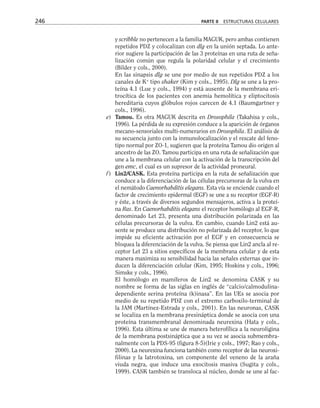 y scribble no pertenecen a la familia MAGUK, pero ambas contienen
repetidos PDZ y colocalizan con dlg en la unión septada. Lo ante-
rior sugiere la participación de las 3 proteínas en una ruta de seña-
lización común que regula la polaridad celular y el crecimiento
(Bilder y cols., 2000).
En las sinapsis dlg se une por medio de sus repetidos PDZ a los
canales de K+
tipo shaker (Kim y cols., 1995). Dlg se une a la pro-
teína 4.1 (Lue y cols., 1994) y está ausente de la membrana eri-
trocítica de los pacientes con anemia hemolítica y eliptocitosis
hereditaria cuyos glóbulos rojos carecen de 4.1 (Baumgartner y
cols., 1996).
e) Tamou. Es otra MAGUK descrita en Drosophila (Takahisa y cols.,
1996). La pérdida de su expresión conduce a la aparición de órganos
mecano-sensoriales multi-numerarios en Drosophila. El análisis de
su secuencia junto con la inmunolocalización y el rescate del feno-
tipo normal por ZO-1, sugieren que la proteína Tamou dio origen al
ancestro de las ZO. Tamou participa en una ruta de señalización que
une a la membrana celular con la activación de la transcripción del
gen emc, el cual es un supresor de la actividad proneural.
f) Lin2/CASK. Esta proteína participa en la ruta de señalización que
conduce a la diferenciación de las células precursoras de la vulva en
el nemátodo Caenorhabditis elegans. Esta vía se enciende cuando el
factor de crecimiento epidermal (EGF) se une a su receptor (EGF-R)
y éste, a través de diversos segundos mensajeros, activa a la proteí-
na Ras. En Caenorhabditis elegans el receptor homólogo al EGF-R,
denominado Let 23, presenta una distribución polarizada en las
células precursoras de la vulva. En cambio, cuando Lin2 está au-
sente se produce una distribución no polarizada del receptor, lo que
impide su eficiente activación por el EGF y en consecuencia se
bloquea la diferenciación de la vulva. Se piensa que Lin2 ancla al re-
ceptor Let 23 a sitios específicos de la membrana celular y de esta
manera maximiza su sensibilidad hacia las señales externas que in-
ducen la diferenciación celular (Kim, 1995; Hoskins y cols., 1996;
Simske y cols., 1996).
El homólogo en mamíferos de Lin2 se denomina CASK y su
nombre se forma de las siglas en inglés de “calcio/calmodulina-
dependiente serina proteína (k)inasa”. En las UEs se asocia por
medio de su repetido PDZ con el extremo carboxilo-terminal de
la JAM (Martínez-Estrada y cols., 2001). En las neuronas, CASK
se localiza en la membrana presináptica donde se asocia con una
proteína transmembranal denominada neurexina (Hata y cols.,
1996). Esta última se une de manera heterofílica a la neuroligina
de la membrana postsináptica que a su vez se asocia submembra-
nalmente con la PDS-95 (figura 8-5)(Irie y cols., 1997; Rao y cols.,
2000). La neurexina funciona también como receptor de las neuroxi-
filinas y la latrotoxina, un componente del veneno de la araña
viuda negra, que induce una exocitosis masiva (Sugita y cols.,
1999). CASK también se transloca al núcleo, donde se une al fac-
246 PARTE II ESTRUCTURAS CELULARES
 
