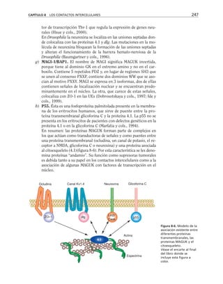 tor de transcripción Tbr-1 que regula la expresión de genes neu-
rales (Hsue y cols., 2000).
En Drosophila la neurexina se localiza en las uniones septadas don-
de colocaliza con las proteínas 4.1 y dlg. Las mutaciones en la mo-
lécula de neurexina bloquean la formación de las uniones septadas
y alteran el funcionamiento de la barrera hemato-nerviosa de la
Drosophila (Baumgartner y cols., 1996).
g) MAGI-1/BAP1. El nombre de MAGI significa MAGUK invertida,
porque tiene al dominio GK en el extremo amino y no en el car-
boxilo. Contiene 5 repetidos PDZ y, en lugar de regiones SH3 que
se unen al consenso PXXP, contiene dos dominios WW que se aso-
cian al motivo PXXY. MAGI se expresa en 3 isoformas, dos de ellas
contienen señales de localización nuclear y se encuentran predo-
minantemente en el núcleo. La otra, que carece de estas señales,
colocaliza con ZO-1 en las UEs (Dobrosotskaya y cols., 1997; Ide y
cols., 1999).
h) P55. Ésta es una fosfoproteína palmitolada presente en la membra-
na de los eritrocitos humanos, que sirve de puente entre la pro-
teína transmembranal glicoforina C y la proteína 4.1. La p55 no se
presenta en los eritrocitos de pacientes con defectos genéticos en la
proteína 4.1 o en la glicoforina C (Marfatia y cols., 1994).
En resumen: las proteínas MAGUK forman parte de complejos en
los que actúan como transductoras de señales y como puentes entre
una proteína transmembranal (ocludina, un canal de potasio, el re-
ceptor a NMDA, glicoforina C o neurexina) y una proteína asociada
al citoesqueleto (4.1)(figura 8-6). Por esta característica se les deno-
mina proteínas “andamio”. Su función como supresoras tumorales
es debida tanto a su papel en los contactos intercelulares como a la
asociación de algunas MAGUK con factores de transcripción en el
núcleo.
CAPÍTULO 8 LOS CONTACTOS INTERCELULARES 247
Ocludina Canal Kv1.4 Neurexina Glicoforina C
p55
Actina
Espectrina
ZO–1
Figura 8-6. Modelo de la
asociación existente entre
diferentes proteínas
transmembranales, las
proteínas MAGUK y el
citoesqueleto.
Véase el encarte al final
del libro donde se
incluye esta figura a
color.
 