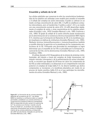 Ensamble y sellado de la UE
Las células epiteliales que conservan in vitro las características fundamen-
tales de los epitelios son utilizadas como modelo para estudiar el ensamble
y el sellado del complejo de unión intercelular. Cuando se cultivan en un
medio con baja concentración de calcio (BC, 1-5 µM) no establecen contac-
tos intercelulares, pero al transferirlas (“cambio-a-calcio”, CC) a un medio
con una concentración normal de calcio (CN, 1.8 mM) desarrollan rápida-
mente el complejo de unión, y otras características de los epitelios polari-
zados (Cereijido y cols., 1978; González-Mariscal y cols., 1985; Contreras y
cols., 1992). El grado de sellado de la unión estrecha puede monitorearse
por la determinación de la resistencia eléctrica transepitelial (RET; figura
8-7), mientras que la formación de filamentos de UE en la membrana pue-
de visualizarse en réplicas de criofractura (González-Mariscal y cols., 1985).
Mediante técnicas inmunofluorescentes e inmunocitoquímicas también
es posible detectar la aparición en la membrana de los componentes mo-
leculares de la UE. Utilizando esta diversidad de metodologías se logró
determinar que el ensamble de las UEs es precedido por la formación se-
cuencial de las UAs y de los desmosomas (González-Mariscal y cols., 1985;
Gumbiner, 1988).
Al utilizar durante el CC bloqueadores de la síntesis de proteínas (ciclo-
heximida), del tránsito a través del complejo de Golgi (monensina), del
tránsito vesicular (cloroquina) y de la polimerización de actina (citocalasi-
na B), se encontró que después de 20 horas sin calcio los componentes de
las UEs ya están sintetizados y se almacenan en un compartimento vesicular
posterior al complejo de Golgi (tabla 8-1). Se observó también que dichos
componentes se incorporan a la membrana plasmática por medio de un
proceso de fusión exocítica (tabla 8-2) en el que participan los microfila-
mentos de actina (González-Mariscal y cols., 1985).
248 PARTE II ESTRUCTURAS CELULARES
400
300
200
100
0
0 10 20 30 40
Tiempo (horas)
RET
(Ω/cm
2
)
Figura 8-7. La formación de las uniones estrechas
depende de la presencia de Ca2+
. Las células
MDCK se siembran a confluencia sobre un soporte
permeable y establecen sus uniones estrechas. En
consecuencia la resistencia eléctrica transepitelial
(RET) se desarrolla (círculos vacíos). En ausencia de
Ca2+
las uniones no se forman. Cuando a las 20
horas se añade Ca2+
, se produce una cascada de
reacciones intracelulares que conduce al estableci-
miento de las uniones estrechas y el desarrollo
de la RET (círculos llenos). (Tomada con permiso de
González-Mariscal y cols., 1985.)
 
