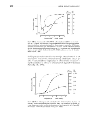 monocapas desarrollen una RET. Sin embargo, este aumento en el cal-
cio citosólico no es crucial para el ensamble y sellado de las UEs, ya que
éstas pueden ensamblarse en presencia de calcio externo, aun cuando se
impide con lantano la entrada de calcio a la célula (figura 8-9) (González-
Mariscal y cols., 1990).
250 PARTE II ESTRUCTURAS CELULARES
Tiempo en Ca++ 1.8 mM (horas)
200
100
0
0 1 2 3 4 5
RET UE
(Ω/cm2) (%)
500
400
300
200
100
0
100
80
60
40
20
0
Calcio
citosólico
(nM)
Figura 8-8. Las monocapas de células MDCK cultivadas durante 20 hrs. en un medio
libre de Ca2+
tienen una muy baja actividad de este ion en su citoplasma (círculos va-
cíos), no establecen uniones estrechas (línea discontinua), ni desarrollan RET (círculos
llenos). Cuando las monocapas se transfieren a un medio con 1.8 mM de Ca2+
(tiempo
cero) se produce un pronunciado incremento del Ca2+
intracelular, que después baja y
alcanza un valor estable alrededor de los 120 nM. (Tomada con permiso de González-
Mariscal y cols., 1990.)
Tiempo en Ca++ 1.8 mM (horas)
200
100
0
0 1 2 3 4 5 6
RET UE
600
500
400
300
200
100
0
100
80
60
40
20
0
Calcio
citosólico
(nM)
(Ω/cm2) (%)
Figura 8-9. Efecto del bloqueo de la entrada de calcio al interior celular al utilizar 1.0
mM La3+
, sobre la actividad del Ca2+
citosólico, la RET y el porcentaje de uniones ce-
rradas durante un cambio a calcio. La simbología es la misma que la de la figura 8-8.
(Tomada con permiso de González-Mariscal y cols., 1990.)
 