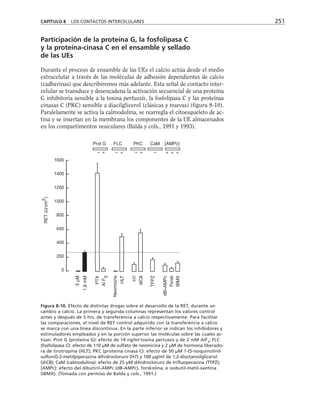 Participación de la proteína G, la fosfolipasa C
y la proteína-cinasa C en el ensamble y sellado
de las UEs
Durante el proceso de ensamble de las UEs el calcio actúa desde el medio
extracelular a través de las moléculas de adhesión dependientes de calcio
(cadherinas) que describiremos más adelante. Esta señal de contacto inter-
celular se transduce y desencadena la activación secuencial de una proteína
G inhibitoria sensible a la toxina pertussis, la fosfolipasa C y las proteínas
cinasas C (PKC) sensible a diacilglicerol (clásicas y nuevas) (figura 8-10).
Paralelamente se activa la calmodulina, se rearregla el citoesqueleto de ac-
tina y se insertan en la membrana los componentes de la UE almacenados
en los compartimentos vesiculares (Balda y cols., 1991 y 1993).
CAPÍTULO 8 LOS CONTACTOS INTERCELULARES 251
RET
(Ω/cm
2
)
1600
1400
1200
1000
800
600
400
200
0
– + – + – + – + + +
Prot G FLC PKC CaM [AMPc]
1.8
mM
PTX
HLT
H7
diC8
TFPZ
dB–AMPc
Forsk
IBMX
5
µM
Neomicina
Al
F
3
Figura 8-10. Efecto de distintas drogas sobre el desarrollo de la RET, durante un
cambio a calcio. La primera y segunda columnas representan los valores control
antes y después de 5 hrs. de transferencia a calcio respectivamente. Para facilitar
las comparaciones, el nivel de RET control adquirido con la transferencia a calcio
se marca con una línea discontinua. En la parte inferior se indican los inhibidores y
estimuladores empleados y en la porción superior las moléculas sobre las cuales ac-
túan. Prot G (proteína G): efecto de 14 ng/ml toxina pertussis y de 2 mM AlF3
; FLC
(fosfolipasa C): efecto de 110 µM de sulfato de neomicina y 2 µM de hormona liberado-
ra de tirotropina (HLT); PKC (proteína cinasa C): efecto de 50 µM 1-(5-isoquinolinil-
sulfonil)-2-metilpiperazina dihidrocloruro (H7) y 100 µg/ml de 1,2-dioctanoilglicerol
(diC8); CaM (calmodulina): efecto de 25 µM dihidrocloruro de trifluoperazina (TFPZ);
[AMPc]: efecto del dibutiril-AMPc (dB-AMPc), forskolina, e isobutil-metil-xantina
(IBMX). (Tomada con permiso de Balda y cols., 1991.)
 