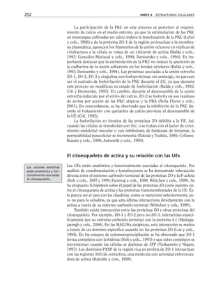 La participación de la PKC en este proceso es posterior al requeri-
miento de calcio en el medio externo, ya que la estimulación de las PKC
en monocapas cultivadas sin calcio induce la translocación de la PKC (Lehel
y cols., 1996) y de la proteína ZO-1 de la región perinuclear a la membra-
na plasmática, aparecen los filamentos de la unión oclusora en réplicas de
criofractura y la célula se rodea de un cinturón de actina (Balda y cols.,
1993; González-Mariscal y cols., 1994; Denisenko y cols., 1994). Es im-
portante destacar que la estimulación de la PKC no induce la aparición de
la cadherina de la unión adherente en los bordes celulares (Balda y cols.,
1993; Denisenko y cols., 1994). Las proteínas asociadas a la unión estrecha
ZO-1, ZO-2, ZO-3 y cingulina son fosfoproteínas; sin embargo, no parecen
ser el sustrato de fosforilación de la PKC durante el CC, ya que durante
este proceso no modifican su estado de fosforilación (Balda y cols., 1993;
Citi y Denisenko, 1995). En cambio, durante el desensamble de la unión
estrecha inducido por el retiro del calcio, ZO-2 se fosforila en sus residuos
de serina por acción de las PKC atípicas y la PKA (Ávila Flores y cols.,
2001). En concordancia, se ha observado que la inhibición de la PKC du-
rante el tratamiento con quelantes de calcio previene el desensamble de
la UE (Citi, 1992).
La fosforilación en tirosina de las proteínas ZO debilita a la UE. Así,
cuando las células se transfectan con Src, o se tratan con el factor de creci-
miento endotelial vascular o con inhibidores de fosfatasas de tirosinas, la
permeabilidad paracelular se incrementa (Takeda y Tsukita, 1995; Collares-
Buzato y cols., 1998; Antonetti y cols., 1999).
El citoesqueleto de actina y su relación con las UEs
Las UEs están anatómica y funcionalmente asociadas al citoesqueleto. Por
análisis de cosedimentación y transfecciones se ha demostrado interacción
directa entre el extremo carboxilo-terminal de las proteínas ZO y la F-actina
(Itoh y cols., 1997 y 1999; Fanning y cols., 1998; Wittchen y cols., 1999). Se
ha propuesto la hipótesis sobre el papel de las proteínas ZO como puentes en-
tre el citoesqueleto de actina y las proteínas transmembranales de la UE. És-
te parece ser el caso con las claudinas, como se mencionó anteriormente, pe-
ro no para la ocludina, ya que esta última interacciona directamente con la
actina a través de su extremo carboxilo-terminal (Wittchen y cols., 1999).
También existe interacción entre las proteínas ZO y otras proteínas del
citoesqueleto. Por ejemplo, ZO-1 y ZO-2 pero no ZO-3, interactúan especí-
ficamente por su extremo carboxilo-terminal con la proteína 4.1 (Mattaga-
jasingh y cols., 2000). En las MAGUKs sinápticas, esta interacción se realiza
a través de un dominio específico ausente en las proteínas ZO (Lue y cols.,
1994). En los ensayos de coinmunoprecipitación se ha observado que ZO-1
forma complejos con la fodrina (Itoh y cols., 1991) y que estos complejos se
incrementan cuando las células se depletan de ATP (Tsukamoto y Nigam,
1997). Los dominios PXXP de la región rica en prolina de ZO-1 interactúan
con las regiones SH3 de cortactina, una molécula con actividad entrecruza-
dora de actina (Katsube y cols., 1998).
252 PARTE II ESTRUCTURAS CELULARES
Las uniones estrechas
están anatómica y fun-
cionalmente asociadas
al citoesqueleto.
 