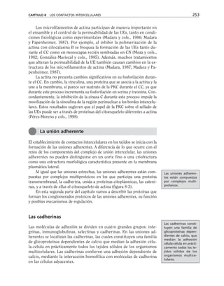Los microfilamentos de actina participan de manera importante en
el ensamble y el control de la permeabilidad de las UEs, tanto en condi-
ciones fisiológicas como experimentales (Madara y cols., 1986; Madara
y Papenheimer, 1987). Por ejemplo, al inhibir la polimerización de la
actina con citocalasina B se bloquea la formación de las UEs tanto du-
rante el CC como en monocapas recién sembradas en CN (Meza y cols.,
1982; González-Mariscal y cols., 1985). Además, muchos tratamientos
que alteran la permeabilidad de la UE también causan cambios en la es-
tructura de los microfilamentos de actina (Madara, 1987; Madara y Pa-
penheimer, 1987).
La actina no presenta cambios significativos en su fosforilación duran-
te el CC. En cambio, la vinculina, una proteína que se asocia a la actina y la
une a la membrana, sí parece ser sustrato de la PKC durante el CC, ya que
durante este proceso incrementa su fosforilación en serina y treonina. Con-
cordantemente, la inhibición de la cinasa C durante este proceso impide la
movilización de la vinculina de la región perinuclear a los bordes intercelu-
lares. Estos resultados sugieren que el papel de la PKC sobre el sellado de
las UEs puede ser a través de proteínas del citoesqueleto diferentes a actina
(Pérez-Moreno y cols., 1998).
El establecimiento de contactos intercelulares en los tejidos se inicia con la
formación de las uniones adherentes. A diferencia de lo que ocurre con el
resto de los componentes del complejo de unión intercelular, las uniones
adherentes no pueden distinguirse en un corte fino o una criofractura
como una estructura morfológica característica presente en la membrana
plasmática lateral.
Al igual que las uniones estrechas, las uniones adherentes están com-
puestas por complejos multiproteicos en los que participa una proteína
transmembranal, la cadherina, unida a proteínas citoplásmicas, las cateni-
nas, y a través de ellas el citoesqueleto de actina (figura 8-3).
En esta segunda parte del capítulo vamos a describir las proteínas que
forman los conglomerados proteicos de las uniones adherentes, su función
y posibles mecanismos de regulación.
Las cadherinas
Las moléculas de adhesión se dividen en cuatro grandes grupos: inte-
grinas, inmunoglobulinas, selectinas y cadherinas. En las uniones ad-
herentes se localizan las cadherinas, las cuales constituyen una familia
de glicoproteínas dependientes de calcio que median la adhesión célu-
la-célula en prácticamente todos los tejidos sólidos de los organismos
multicelulares. Las cadherinas confieren una adhesión dependiente de
calcio, mediante la interacción homofílica con moléculas de cadherina
en las células adyacentes.
CAPÍTULO 8 LOS CONTACTOS INTERCELULARES 253
La unión adherente
Las uniones adheren-
tes están compuestas
por complejos multi-
proteicos.
Las cadherinas consti-
tuyen una familia de
glicoproteínas depen-
dientes de calcio, que
median la adhesión
célula-célula en prácti-
camente todos los te-
jidos sólidos de los
organismos multice-
lulares.
 
