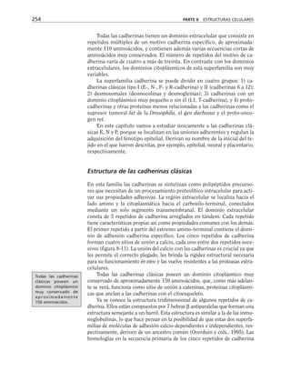 Todas las cadherinas tienen un dominio extracelular que consiste en
repetidos múltiples de un motivo cadherina específico, de aproximada-
mente 110 aminoácidos, y contienen además varias secuencias cortas de
aminoácidos muy conservados. El número de repetidos del motivo de ca-
dherina varía de cuatro a más de treinta. En contraste con los dominios
extracelulares, los dominios citoplásmicos de esta superfamilia son muy
variables.
La superfamilia cadherina se puede dividir en cuatro grupos: 1) ca-
dherinas clásicas tipo I (E-, N-, P- y R-cadherina) y II (cadherinas 6 a 12);
2) desmosomales (desmocolinas y desmogleínas); 3) cadherinas con un
dominio citoplásmico muy pequeño o sin él (L1, T-cadherina), y 4) proto-
cadherinas y otras proteínas menos relacionadas a las cadherinas como el
supresor tumoral fat de la Drosophila, el gen dachsous y el proto-onco-
gen ret.
En este capítulo vamos a estudiar únicamente a las cadherinas clá-
sicas E, N y P, porque se localizan en las uniones adherentes y regulan la
adquisición del fenotipo epitelial. Derivan su nombre de la inicial del te-
jido en el que fueron descritas, por ejemplo, epitelial, neural y placentario,
respectivamente.
Estructura de las cadherinas clásicas
En esta familia las cadherinas se sintetizan como polipéptidos precurso-
res que necesitan de un procesamiento proteolítico intracelular para acti-
var sus propiedades adhesivas. La región extracelular se localiza hacia el
lado amino y la citoplasmática hacia el carboxilo-terminal, conectados
mediante un solo segmento transmembranal. El dominio extracelular
consta de 5 repetidos de cadherina arreglados en tándem. Cada repetido
tiene características propias así como propiedades comunes con los demás.
El primer repetido a partir del extremo amino-terminal contiene el domi-
nio de adhesión cadherina específico. Los cinco repetidos de cadherina
forman cuatro sitios de unión a calcio, cada uno entre dos repetidos suce-
sivos (figura 8-11). La unión del calcio con las cadherinas es crucial ya que
les permite el correcto plegado, les brinda la rigidez estructural necesaria
para su funcionamiento in vivo y las vuelve resistentes a las proteasas extra-
celulares.
Todas las cadherinas clásicas poseen un dominio citoplásmico muy
conservado de aproximadamente 150 aminoácidos, que, como más adelan-
te se verá, funciona como sitio de unión a cateninas, proteínas citoplásmi-
cas que anclan a las cadherinas con el citoesqueleto.
Ya se conoce la estructura tridimensional de algunos repetidos de ca-
dherina. Ellos están compuestos por 7 hebras β antiparalelas que forman una
estructura semejante a un barril. Esta estructura es similar a la de las inmu-
noglobulinas, lo que hace pensar en la posibilidad de que estas dos superfa-
milias de moléculas de adhesión calcio-dependientes e independientes, res-
pectivamente, deriven de un ancestro común (Overduin y cols., 1995). Las
homologías en la secuencia primaria de los cinco repetidos de cadherina
254 PARTE II ESTRUCTURAS CELULARES
Todas las cadherinas
clásicas poseen un
dominio citoplásmico
muy conservado de
aproximadamente
150 aminoácidos.
 