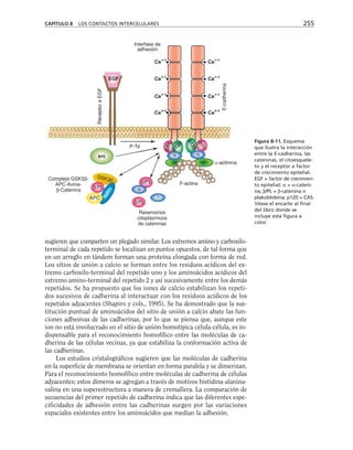 sugieren que comparten un plegado similar. Los extremos amino y carboxilo-
terminal de cada repetido se localizan en puntos opuestos, de tal forma que
en un arreglo en tándem forman una proteína elongada con forma de red.
Los sitios de unión a calcio se forman entre los residuos acídicos del ex-
tremo carboxilo-terminal del repetido uno y los aminoácidos acídicos del
extremo amino-terminal del repetido 2 y así sucesivamente entre los demás
repetidos. Se ha propuesto que los iones de calcio estabilizan los repeti-
dos sucesivos de cadherina al interactuar con los residuos acídicos de los
repetidos adyacentes (Shapiro y cols., 1995). Se ha demostrado que la sus-
titución puntual de aminoácidos del sitio de unión a calcio abate las fun-
ciones adhesivas de las cadherinas, por lo que se piensa que, aunque este
ion no está involucrado en el sitio de unión homotípica célula-célula, es in-
dispensable para el reconocimiento homofílico entre las moléculas de ca-
dherina de las células vecinas, ya que estabiliza la conformación activa de
las cadherinas.
Los estudios cristalográficos sugieren que las moléculas de cadherina
en la superficie de membrana se orientan en forma paralela y se dimerizan.
Para el reconocimiento homofílico entre moléculas de cadherina de células
adyacentes; estos dímeros se agregan a través de motivos histidina-alanina-
valina en una superestructura a manera de cremallera. La comparación de
secuencias del primer repetido de cadherina indica que las diferentes espe-
cificidades de adhesión entre las cadherinas surgen por las variaciones
espaciales existentes entre los aminoácidos que median la adhesión.
CAPÍTULO 8 LOS CONTACTOS INTERCELULARES 255
Interfase de
adhesión
E-cadherina
ina
Reservorios
citoplásmicos
de cateninas
Complejo GSK3β-
APC-Axina-
β-Catenina
src
GSK3β
β/PL
APC
A
x
i
n
a
β/PL
α
α
α
P-T
tor
Ca++
Ca++
Ca++
Ca++
Ca++
Ca++
Figura 8-11. Esquema
que ilustra la interacción
entre la E-cadherina, las
cateninas, el citoesquele-
to y el receptor a factor
de crecimiento epitelial.
EGF = factor de crecimien-
to epitelial; α = α-cateni-
na; β/PL = β-catenina o
plakoblobina; p120 = CAS.
Véase el encarte al final
del libro donde se
incluye esta figura a
color.
 