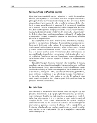 Función de las cadherinas clásicas
El reconocimiento específico entre cadherinas es crucial durante el de-
sarrollo, ya que permite la selección de células de una población hetero-
génea para formar subpoblaciones homotípicas. Este proceso se ilustra
claramente con la formación del tubo neural y la migración de las célu-
las de la cresta neural. Durante la inducción de la placa neural, las células
del ectodermo cambian su expresión de E-cadherina por la de N-cadhe-
rina. Este cambio permite la segregación de las células precursoras neu-
rales de las demás células del ectodermo. En cambio, las células migran-
tes de la cresta regulan negativamente la expresión de E- y N-cadherina
y comienzan a expresar otras cadherinas que van a mediar su selección
en distintas subpoblaciones.
La E-cadherina es una de las moléculas más importantes para el de-
sarrollo de los mamíferos. En la etapa de ocho células se encuentra uni-
formemente distribuida en las regiones de contacto célula-célula, lo que
ocasiona que los blastómeros se aplanen y adhieran fuertemente entre sí
y formen una mórula compacta. Por esta crucial función a la E-cadhe-
rina se le conoce también como “uvomorulina”. Los embriones que no
expresan E-cadherina se logran compactar así y todo gracias a la presen-
cia residual de E-cadherina materna. Sin embargo, mueren al momento
de la implantación, ya que son incapaces de formar un trofoectodermo
funcional.
Las cadherinas para funcionar necesitan estar completas, de manera
que al expresar experimentalmente cadherinas que únicamente codifican
los dominios extracelular y transmembranal, o solo el citoplásmico, las cé-
lulas no se adhieren y en consecuencia se generan serias anormalidades en
el desarrollo (Levine y cols., 1994). La adhesión intercelular, por lo tanto,
es un fenómeno complejo en el que además del contacto homotípico en-
tre las cadherinas de dos células vecinas se necesita del anclaje de estas
moléculas al citoesqueleto. Para ello se requiere de la participación de las
proteínas denominadas cateninas.
Las cateninas
Las cateninas se describieron inicialmente como un conjunto de tres
proteínas denominadas α, β y γ (placoglobina) cateninas, que coinmu-
noprecipitan con E-cadherina. La β-catenina se asocia primero con la E-
cadherina, mientras que la α y γ-cateninas se unen posteriormente al
complejo. En las células existen cuando menos dos tipos de complejos
cadherina-catenina, los dos contienen E-cadherina y α-catenina pero se
diferencian en que unos presentan β-catenina y otros placoglobina. La
β-catenina o la placoglobina resultan cruciales para el complejo cadhe-
rina-catenina; ya que es a través de ellas que se asocia la α-catenina a la
cadherina (figura 8-11).
256 PARTE II ESTRUCTURAS CELULARES
 