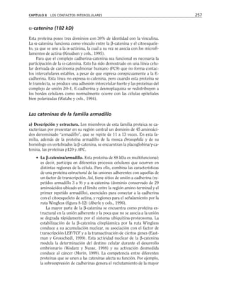 α-catenina (102 kD)
Esta proteína posee tres dominios con 30% de identidad con la vinculina.
La α-catenina funciona como vínculo entre la β-catenina y el citoesquele-
to, ya que se une a la α-actinina, la cual a su vez se asocia con los microfi-
lamentos de actina (Knudsen y cols., 1995).
Para que el complejo cadherina-catenina sea funcional es necesaria la
participación de la α-catenina. Esto ha sido demostrado en una línea celu-
lar derivada de carcinoma pulmonar humano (PC9) que no forma contac-
tos intercelulares estables, a pesar de que expresa conspicuamente a la E-
cadherina. Esta línea no expresa α-catenina, pero cuando esta proteína se
le transfecta, se produce una adhesión intercelular fuerte y las proteínas del
complejo de unión ZO-1, E-cadherina y desmoplaquina se redistribuyen a
los bordes celulares como normalmente ocurre con las células epiteliales
bien polarizadas (Watabe y cols., 1994).
Las cateninas de la familia armadillo
a) Descripción y estructura. Los miembros de esta familia proteica se ca-
racterizan por presentar en su región central un dominio de 45 aminoáci-
dos denominado “armadillo”, que se repite de 11 a 13 veces. En esta fa-
milia, además de la proteína armadillo de la mosca Drosophila y de su
homólogo en vertebrados la β-catenina, se encuentran la placoglobina/γ-ca-
tenina, las proteínas p120 y APC.
• La β
β-catenina/armadillo. Esta proteína de 88 kDa es multifuncional;
es decir, participa en diferentes procesos celulares que ocurren en
distintas regiones de la célula. Para ello, combina las características
de una proteína estructural de las uniones adherentes con aquellas de
un factor de transcripción. Así, tiene sitios de unión a cadherina (re-
petidos armadillo 3 a 9) y a α-catenina (dominio conservado de 29
aminoácidos ubicado en el límite entre la región amino-terminal y el
primer repetido armadillo), esenciales para conectar a la cadherina
con el citoesqueleto de actina, y regiones para el señalamiento por la
ruta Wingless (figura 8-12) (Aberle y cols., 1996).
• La mayor parte de la β-catenina se encuentra como proteína es-
tructural en la unión adherente y la poca que no se asocia a la unión
se degrada rápidamente por el sistema ubiquitina-proteosoma. La
estabilización de la β-catenina citoplásmica por la ruta Wingless
conduce a su acumulación nuclear, su asociación con el factor de
transcripción LEF/TCF y a la transactivación de ciertos genes (East-
man y Grosschedl, 1999). Esta actividad nuclear de la β-catenina
modula la determinación del destino celular durante el desarrollo
embrionario (Wodarz y Nusse, 1998) y su activación desmedida
conduce al cáncer (Morin, 1999). La competencia entre diferentes
proteínas que se unen a las cateninas afecta su función. Por ejemplo,
la sobreexpresión de cadherinas genera el reclutamiento de la mayor
CAPÍTULO 8 LOS CONTACTOS INTERCELULARES 257
 