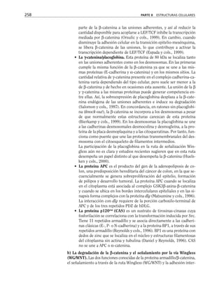 parte de la β-catenina a las uniones adherentes, y así al reducir la
cantidad disponible para acoplarse a LEF/TCF inhibe la transcripción
mediada por β-catenina (Orsulic y cols., 1999). En cambio, cuando
disminuye la adhesión celular en la transición epitelio-mesénquima,
se libera β-catenina de las uniones, lo que contribuye a activar la
transcripción dependiente de LEF/TCF (Espada y cols., 1999).
• La γ
γ-catenina/placoglobina. Esta proteína de 80 kDa se localiza tanto
en las uniones adherentes como en los desmosomas. En las primeras
cumple la misma función de la β-catenina ya que se une a las mis-
mas proteínas (E-cadherina y α-catenina) y en los mismos sitios. La
cantidad relativa de γ-catenina presente en el complejo cadherina-ca-
tenina varía dependiendo del tipo celular, pero suele ser menor a la
de β-catenina y de hecho en ocasiones esta ausente. La unión de la β
y γ-catenina a las mismas proteínas puede generar competencia en-
tre ellas. Así, la sobreexpresión de placoglobina desplaza a la β-cate-
nina endógena de las uniones adherentes e induce su degradación
(Salomon y cols., 1997). En concordancia, en ratones sin placoglobi-
na (knock-out), la β-catenina se incorpora a los desmosomas a pesar
de que normalmente estas estructuras carezcan de esta proteína
(Bierkamp y cols., 1999). En los desmosomas la placoglobina se une
a las cadherinas desmosomales desmocolina y desmogleína, a la pro-
teína de la placa desmoplaquina y a las citoqueratinas. Por tanto, fun-
ciona como puente que une las proteínas transmembranales del des-
mosoma con el citoesqueleto de filamentos intermedios.
La participación de la placoglobina en la ruta de señalización Win-
gless aún no es clara y estudios recientes sugieren que en esta ruta
desempeña un papel distinto al que desempeña la β-catenina (Huels-
ken y cols., 2000).
• La proteína APC es el producto del gen de la adenopoliposis de co-
lon, una predisposición hereditaria del cáncer de colon, en la que se-
cuencialmente se genera sobreproliferación del epitelio, formación
de pólipos y desarrollo tumoral. La proteína APC cuando se localiza
en el citoplasma está asociada al complejo GSK3β-axina-β-catenina
y cuando se ubica en los bordes intercelulares epiteliales y en las si-
napsis forma complejos con la proteína dlg (Matsumine y cols., 1996).
La interacción con dlg requiere de la porción carboxilo-terminal de
APC y de los tres repetidos PDZ de hDLG.
• La proteína p120cas
(CAS) es un sustrato de tirosinas-cinasas cuya
fosforilación se correlaciona con la transformación inducida por Src.
Tiene 11 repetidos armadillo y se asocia directamente a las cadheri-
nas clásicas (E-, P- o N-cadherina) y a la proteína BP1, a través de sus
repetidos armadillo (Reynolds y cols., 1996). BP1 es una proteína con
dedos de zinc que se localiza en el núcleo y estructuras filamentosas
del citoplasma sin actina y tubulina (Daniel y Reynolds, 1996). CAS
no se une a APC o α-catenina.
b) La degradación de la β
β-catenina y el señalamiento por la vía Wingless
(WG/WNT). Las dos funciones conocidas de la proteína armadillo/β-catenina,
el señalamiento a través de la ruta Wingless (WG/WNT) y la adhesión inter-
258 PARTE II ESTRUCTURAS CELULARES
 