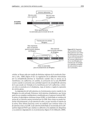 CAPÍTULO 8 LOS CONTACTOS INTERCELULARES 259
Sitio de unión
a la α-catenina
Sitio de unión
a la cadherina
Sitios aparentemente
no esenciales para la función de la UA
Transducción de señales
Wingless
Sitio importante
pero no esencial
para la función efectora
de Wingless
Uniones adherentes
Sitio esencial
para la función efectora
de Wingless
Sitios no esenciales
para el señalamiento de Wingless
Armadillo/
β-catenina 1 2 3 4 5 6 7 8 9 10 111213
1 2 3 4 5 6 7 8 9 10 111213
Figura 8-12. Diagrama
de la proteína armadi-
llo/β-catenina que indica
las diferentes porciones
de la molécula que parti-
cipan en la asociación a
las uniones adherentes y
en la ruta Wingless de
transducción de señales.
Los repetidos armadillo
de esta proteína apare-
cen numerados.
celular, se llevan cabo por medio de distintas regiones de la molécula (San-
son y cols., 1996) (figura 8-12). La regulación de la adhesión intercelular
por la armadillo/β-catenina se manifiesta cuando ésta se asocia en la
membrana a la cadherina; en cambio, la activación de la ruta WG/WNT
ocurre cuando se presenta una cantidad superior de armadillo/β-catenina
de la que puede ser titulada en la membrana por la E-cadherina y enton-
ces ésta se acumula en el citoplasma, viaja al núcleo y regula la expresión
de ciertos genes.
La degradación de la β-catenina en el proteosoma ocurre cuando la vía
Wingless no está activada. Entonces, la β-catenina citoplásmica, que forma
parte de un complejo multiproteico constituido por el supresor tumoral APC,
la axina y la glucógeno-sintetasa-cinasa (GSK), es fosforilada en residuos de
serina de su extremo amino-terminal por la GSK. Esta cinasa no puede fos-
forilar eficientemente a la β-catenina in vitro, ya que necesita el soporte de
la axina. Esta última funciona como un andamio que sostiene tanto a la
β-catenina como a la GSK. La β-catenina fosforilada es reconocida por la ubi-
quitina-ligasa-β-TrCP, que cataliza su adhesión a los péptidos de ubiquitina
y su posterior degradación en el proteosoma (figura 8-13) (Kikuchi, 2000).
 