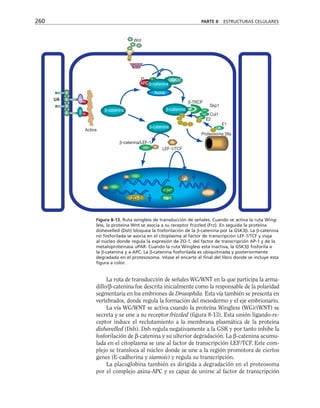 La ruta de transducción de señales WG/WNT en la que participa la arma-
dillo/β-catenina fue descrita inicialmente como la responsable de la polaridad
segmentaria en los embriones de Drosophila. Esta vía también se presenta en
vertebrados, donde regula la formación del mesodermo y el eje embrionario.
La vía WG/WNT se activa cuando la proteína Wingless (WG)/(WNT) se
secreta y se une a su receptor frizzled (figura 8-13). Esta unión ligando-re-
ceptor induce el reclutamiento a la membrana plasmática de la proteína
dishevelled (Dsh). Dsh regula negativamente a la GSK y por tanto inhibe la
fosforilación de β-catenina y su ulterior degradación. La β-catenina acumu-
lada en el citoplasma se une al factor de transcripción LEF/TCF. Este com-
plejo se transloca al núcleo donde se une a la región promotora de ciertos
genes (E-cadherina y siamois) y regula su transcripción.
La placoglobina también es dirigida a degradación en el proteosoma
por el complejo axina-APC y es capaz de unirse al factor de transcripción
260 PARTE II ESTRUCTURAS CELULARES
Wnt
Dsh
β-catenina
P
P
Frz
GSK3β
β-TRCP
P
Skp1
Cul1
E2
E1
Proteosoma 26s
LEF-1/TCF
β-catenina
β-catenina
β-catenina
β-catenina/LEF-1
Actina
Axina
UA Pgα
β α
c-jun
fra-1
u PAR
ZO-1
AP-1
APC
Ub
Figura 8-13. Ruta wingless de transducción de señales. Cuando se activa la ruta Wing-
less, la proteína Wnt se asocia a su receptor frizzled (Frz). En seguida la proteína
dishevelled (Dsh) bloquea la fosforilación de la β-catenina por la GSK3β. La β-catenina
no fosforilada se asocia en el citoplasma al factor de transcripción LEF-1/TCF y viaja
al núcleo donde regula la expresión de ZO-1, del factor de transcripción AP-1 y de la
metaloproteinasa uPAR. Cuando la ruta Wingless esta inactiva, la GSK3β fosforila a
la β-catenina y a APC. La β-catenina fosforilada es ubiquitinada y posteriormente
degradada en el protesosoma. Véase el encarte al final del libro donde se incluye esta
figura a color.
 