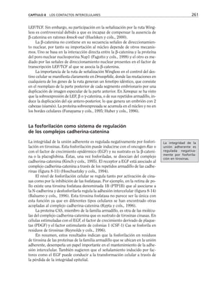 LEF/TCF. Sin embargo, su participación en la señalización por la ruta Wing-
less es controversial debido a que es incapaz de compensar la ausencia de
β-catenina en ratones knock-out (Huelsken y cols., 2000).
La β-catenina no contiene en su secuencia señales de direccionamien-
to nuclear, por tanto su importación al núcleo depende de otros mecanis-
mos. Uno se basa en la interacción directa entre la β-catenina y la proteína
del poro nuclear nucleoporina Nup1 (Fagotto y cols., 1998) y el otro es me-
diado por las señales de direccionamiento nuclear presentes en el factor de
transcripción LEF/TCF al que se asocia la β-catenina.
La importancia de la ruta de señalización Wingless en el control del des-
tino celular se manifiesta claramente en Drosophila, donde las mutaciones en
cualquiera de los genes de la ruta generan un fenotipo idéntico, que consiste
en el reemplazo de la parte posterior de cada segmento embrionario por una
duplicación de imagen especular de la parte anterior. En Xenopus se ha visto
que la sobreexpresión de LEF, β o γ-catenina, o de sus repetidos armadillo, in-
duce la duplicación del eje antero-posterior, lo que genera un embrión con 2
cabezas (siamés). La proteína sobreexpresada se acumula en el núcleo y no en
los bordes celulares (Funayama y cols., 1995; Huber y cols., 1996).
La fosforilación como sistema de regulación
de los complejos cadherina-catenina
La integridad de la unión adherente es regulada negativamente por fosfori-
lación en tirosinas. Esta fosforilación puede inducirse con el oncogen Ras o
con el factor de crecimiento epidérmico (EGF) y su sustrato es la β-cateni-
na o la placoglobina. Éstas, una vez fosforiladas, se disocian del complejo
cadherina-catenina (Kinch y cols., 1995). El receptor a EGF está asociado al
complejo cadherina-catenina a través de los repetidos armadillo de las cadhe-
rinas (figura 8-11) (Hoschuetzky y cols., 1994).
El nivel de fosforilación celular se regula tanto por activación de cina-
sas como por la inhibición de las fosfatasas. Por ejemplo, en la retina de po-
llo existe una tirosina fosfatasa denominada 1B (PTP1B) que al asociarse a
la N-cadherina y desfosforilarla regula la adhesión intercelular (figura 8-14)
(Balsamo y cols., 1996). Esta tirosina fosfatasa no parece ser la única con
esta función ya que en diferentes tipos celulares se han encontrado otras
acopladas al complejo cadherina-catenina (Kypta y cols., 1996).
La proteína CAS, miembro de la familia armadillo, es otra de las molécu-
las del complejo cadherina-catenina que es sustrato de tirosinas cinasas. En
células estimuladas con el EGF, el factor de crecimiento derivado de plaque-
tas (PDGF) y el factor estimulante de colonias 1 (CSF-1) Cas se fosforila en
residuos de tirosinas (Reynolds y cols., 1996).
En resumen, estos resultados indican que la fosforilación en residuos
de tirosina de las proteínas de la familia armadillo que se ubican en la unión
adherente, desempeña un papel importante en el mantenimiento de la adhe-
sión intercelular. También sugieren que el señalamiento inducido por fac-
tores como el EGF puede conducir a la transformación celular a través de
la pérdida de la integridad epitelial.
CAPÍTULO 8 LOS CONTACTOS INTERCELULARES 261
La integridad de la
unión adherente es
regulada negativa-
mente por fosforila-
ción en tirosinas.
 