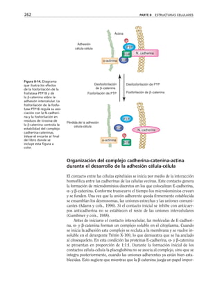 Organización del complejo cadherina-catenina-actina
durante el desarrollo de la adhesión célula-célula
El contacto entre las células epiteliales se inicia por medio de la interacción
homofílica entre las cadherinas de las células vecinas. Este contacto genera
la formación de microdominios discretos en los que colocalizan E-cadherina,
α- y β-catenina. Conforme transcurre el tiempo los microdominios crecen
y se funden. Una vez que la unión adherente queda firmemente establecida
se ensamblan los desmosomas, las uniones estrechas y las uniones comuni-
cantes (Adams y cols., 1996). Si el contacto inicial se inhibe con anticuer-
pos anticadherina no se establecen el resto de las uniones intercelulares
(Gumbiner y cols., 1988).
Antes de iniciarse el contacto intercelular, las moléculas de E-cadheri-
na, α- y β-catenina forman un complejo soluble en el citoplasma. Cuando
se inicia la adhesión este complejo se recluta a la membrana y se vuelve in-
soluble en el detergente Tritón X-100, lo que demuestra que se ha anclado
al citoesqueleto. En esta condición las proteínas E-cadherina, α- y β-catenina
se presentan en proporción de 1:1:1. Durante la formación inicial de los
contactos célula-célula la placoglobina no se asocia al complejo, sino que se
integra posteriormente, cuando las uniones adherentes ya están bien esta-
blecidas. Esto sugiere que mientras que la β-catenina juega un papel impor-
262 PARTE II ESTRUCTURAS CELULARES
Actina
Adhesión
célula-célula
α-actinina
P
PTP
β-cat N. cadherina
α-cat
Desfosforilación
de β−catenina
Fosforilación de PTP
Desfosforilación de PTP
Fosforilación de β−catenina
Pérdida de la adhesión
célula-célula
α-actinina
P
β-cat
N. cadherina
α-cat
PTP
Figura 8-14. Diagrama
que ilustra los efectos
de la fosforilación de la
fosfatasa PTP1B y de
la β-catenina sobre la
adhesión intercelular. La
fosforilación de la fosfa-
tasa PTP1B regula su aso-
ciación con la N-cadheri-
na y la fosforilación en
residuos de tirosina de
la β-catenina controla la
estabilidad del complejo
cadherina-cateninas.
Véase el encarte al final
del libro donde se
incluye esta figura a
color.
 