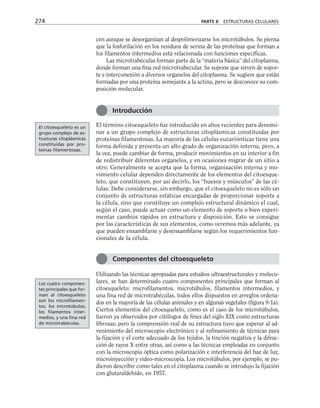 cen aunque se desorganizan al despolimerizarse los microtúbulos. Se piensa
que la fosforilación en los residuos de serina de las proteínas que forman a
los filamentos intermedios está relacionada con funciones específicas.
Las microtrabéculas forman parte de la “materia básica” del citoplasma,
donde forman una fina red microtrabecular. Se supone que sirven de sopor-
te e interconexión a diversos organelos del citoplasma. Se sugiere que están
formadas por una proteína semejante a la actina, pero se desconoce su com-
posición molecular.
El término citoesqueleto fue introducido en años recientes para denomi-
nar a un grupo complejo de estructuras citoplásmicas constituidas por
proteínas filamentosas. La mayoría de las células eucariónticas tiene una
forma definida y presenta un alto grado de organización interna, pero, a
la vez, puede cambiar de forma, producir movimientos en su interior a fin
de redistribuir diferentes organelos, y en ocasiones migrar de un sitio a
otro. Generalmente se acepta que la forma, organización interna y mo-
vimiento celular dependen directamente de los elementos del citoesque-
leto, que constituyen, por así decirlo, los “huesos y músculos” de las cé-
lulas. Debe considerarse, sin embargo, que el citoesqueleto no es sólo un
conjunto de estructuras estáticas encargadas de proporcionar soporte a
la célula, sino que constituye un complejo estructural dinámico el cual,
según el caso, puede actuar como un elemento de soporte o bien experi-
mentar cambios rápidos en estructura y disposición. Esto se consigue
por las características de sus elementos, como veremos más adelante, ya
que pueden ensamblarse y desensamblarse según los requerimientos fun-
cionales de la célula.
Utilizando las técnicas apropiadas para estudios ultraestructurales y molecu-
lares, se han determinado cuatro componentes principales que forman al
citoesqueleto: microfilamentos, microtúbulos, filamentos intermedios, y
una fina red de microtrabéculas, todos ellos dispuestos en arreglos ordena-
dos en la mayoría de las células animales y en algunas vegetales (figura 9-1a).
Ciertos elementos del citoesqueleto, como es el caso de los microtúbulos,
fueron ya observados por citólogos de fines del siglo XIX como estructuras
fibrosas; pero la comprensión real de su estructura tuvo que esperar al ad-
venimiento del microscopio electrónico y al refinamiento de técnicas para
la fijación y el corte adecuado de los tejidos, la tinción negativa y la difrac-
ción de rayos X entre otras, así como a las técnicas empleadas en conjunto
con la microscopia óptica como polarización e interferencia del haz de luz,
microinyección y video-microscopia. Los microtúbulos, por ejemplo, se pu-
dieron describir como tales en el citoplasma cuando se introdujo la fijación
con glutaraldehído, en 1957.
274 PARTE II ESTRUCTURAS CELULARES
Introducción
Componentes del citoesqueleto
El citoesqueleto es un
grupo complejo de es-
tructuras citoplásmicas
constituidas por pro-
teínas filamentosas.
Los cuatro componen-
tes principales que for-
man al citoesqueleto
son los microfilamen-
tos, los microtúbulos,
los filamentos inter-
medios, y una fina red
de microtrabéculas.
 