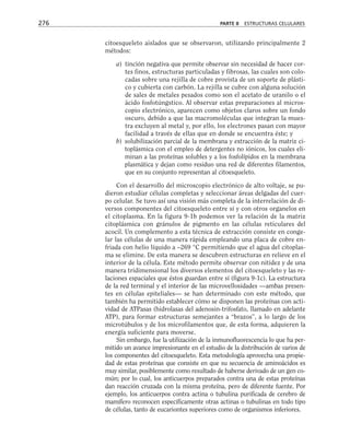 citoesqueleto aislados que se observaron, utilizando principalmente 2
métodos:
a) tinción negativa que permite observar sin necesidad de hacer cor-
tes finos, estructuras particuladas y fibrosas, las cuales son colo-
cadas sobre una rejilla de cobre provista de un soporte de plásti-
co y cubierta con carbón. La rejilla se cubre con alguna solución
de sales de metales pesados como son el acetato de uranilo o el
ácido fosfotúngstico. Al observar estas preparaciones al micros-
copio electrónico, aparecen como objetos claros sobre un fondo
oscuro, debido a que las macromoléculas que integran la mues-
tra excluyen al metal y, por ello, los electrones pasan con mayor
facilidad a través de ellas que en donde se encuentra éste; y
b) solubilización parcial de la membrana y extracción de la matriz ci-
toplásmica con el empleo de detergentes no iónicos, los cuales eli-
minan a las proteínas solubles y a los fosfolípidos en la membrana
plasmática y dejan como residuo una red de diferentes filamentos,
que en su conjunto representan al citoesqueleto.
Con el desarrollo del microscopio electrónico de alto voltaje, se pu-
dieron estudiar células completas y seleccionar áreas delgadas del cuer-
po celular. Se tuvo así una visión más completa de la interrelación de di-
versos componentes del citoesqueleto entre sí y con otros organelos en
el citoplasma. En la figura 9-1b podemos ver la relación de la matriz
citoplásmica con gránulos de pigmento en las células reticulares del
acocil. Un complemento a esta técnica de extracción consiste en conge-
lar las células de una manera rápida empleando una placa de cobre en-
friada con helio líquido a –269 °C permitiendo que el agua del citoplas-
ma se elimine. De esta manera se descubren estructuras en relieve en el
interior de la célula. Este método permite observar con nitidez y de una
manera tridimensional los diversos elementos del citoesqueleto y las re-
laciones espaciales que éstos guardan entre sí (figura 9-1c). La estructura
de la red terminal y el interior de las microvellosidades —ambas presen-
tes en células epiteliales— se han determinado con este método, que
también ha permitido establecer cómo se disponen las proteínas con acti-
vidad de ATPasas (hidrolasas del adenosin-trifosfato, llamado en adelante
ATP), para formar estructuras semejantes a “brazos”, a lo largo de los
microtúbulos y de los microfilamentos que, de esta forma, adquieren la
energía suficiente para moverse.
Sin embargo, fue la utilización de la inmunofluorescencia lo que ha per-
mitido un avance impresionante en el estudio de la distribución de varios de
los componentes del citoesqueleto. Esta metodología aprovecha una propie-
dad de estas proteínas que consiste en que su secuencia de aminoácidos es
muy similar, posiblemente como resultado de haberse derivado de un gen co-
mún; por lo cual, los anticuerpos preparados contra una de estas proteínas
dan reacción cruzada con la misma proteína, pero de diferente fuente. Por
ejemplo, los anticuerpos contra actina o tubulina purificada de cerebro de
mamífero reconocen específicamente otras actinas o tubulinas en todo tipo
de células, tanto de eucariontes superiores como de organismos inferiores.
276 PARTE II ESTRUCTURAS CELULARES
 