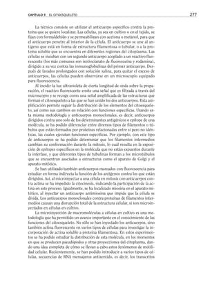 La técnica consiste en utilizar el anticuerpo específico contra la pro-
teína que se quiere localizar. Las células, ya sea en cultivo o en el tejido, se
fijan con formaldehído y se permeabilizan con acetona o metanol, para que
el anticuerpo penetre al interior de la célula. El anticuerpo se une al an-
tígeno que está en forma de estructura filamentosa o tubular, o a la pro-
teína soluble que se encuentra en diferentes regiones del citoplasma. Las
células se incuban con un segundo anticuerpo acoplado a un reactivo fluo-
rescente (los más comunes son isotiocianato de fluoresceína y rodamina),
dirigido a su vez contra las inmunoglobulinas del primer anticuerpo. Des-
pués de lavados prolongados con solución salina, para quitar el exceso de
anticuerpos, las células pueden observarse en un microscopio equipado
para fluorescencia.
Al incidir la luz ultravioleta de cierta longitud de onda sobre la prepa-
ración, el reactivo fluorescente emite una señal que es filtrada a través del
microscopio y se recoge como una señal amplificada de las estructuras que
forman el citoesqueleto a las que se han unido los dos anticuerpos. Esta am-
plificación permite seguir la distribución de los elementos del citoesquele-
to, así como sus cambios en relación con funciones específicas. Usando es-
ta misma metodología y anticuerpos monoclonales, es decir, anticuerpos
dirigidos contra uno solo de los determinantes antigénicos o epítope de una
molécula, se ha podido diferenciar entre diversos tipos de filamentos o tú-
bulos que están formados por proteínas relacionadas entre sí pero no idén-
ticas, las cuales ejecutan funciones específicas. Por ejemplo, con este tipo
de anticuerpos se ha podido determinar que los filamentos intermedios
cambian su conformación durante la mitosis, lo cual resulta en la exposi-
ción de epítopes específicos en la molécula que no están expuestos durante
la interfase, y que diferentes tipos de tubulinas forman a los microtúbulos
que se encuentran asociados a estructuras como el aparato de Golgi y el
aparato mitótico.
Se han utilizado también anticuerpos marcados con fluorescencia para
estudiar en forma indirecta la función de los antígenos contra los que están
dirigidos. Así, al microinyectar a una célula en mitosis con anticuerpos con-
tra actina se ha impedido la citocinesis, indicando la participación de la ac-
tina en este proceso. Igualmente, se ha localizado miosina en el aparato mi-
tótico, al inyectar un anticuerpo antimiosina que impide que la célula se
divida. Los anticuerpos monoclonales contra proteínas de filamentos inter-
medios causan una disrupción total de la estructura celular, si son microin-
yectados en células en cultivo.
La microinyección de macromoléculas a células en cultivo es una me-
todología que ha permitido un avance importante en el conocimiento de las
funciones del citoesqueleto. No sólo se han inyectado los anticuerpos, sino
también actina fluorescente en varios tipos de células para investigar la in-
corporación de actina soluble a proteína filamentosa. En estos experimen-
tos se ha podido estudiar la distribución de esta molécula, en los momentos
en que se producen pseudópodos y otras proyecciones del citoplasma, dan-
do una idea completa de cómo se llevan a cabo estos fenómenos de motili-
dad celular. Recientemente, se han podido introducir a varios tipos de cé-
lulas, secuencias de RNA mensajeros antisentido, es decir, los transcritos
CAPÍTULO 9 EL CITOESQUELETO 277
 