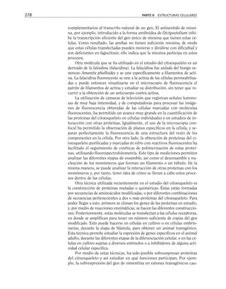 complementarios al transcrito natural de un gen. El antisentido de miosi-
na, por ejemplo, introducido a la forma amiboidea de Dictyostelium inhi-
be la transcripción eficiente del gen único de miosina que tienen estas cé-
lulas. Como resultado, las amibas no tienen suficiente miosina, de modo
que estas células transfectadas pueden moverse y dividirse con dificultad y
son deficientes en fagocitosis; ello indica que la miosina participa en estos
procesos.
Otra molécula que se ha utilizado en el estudio del citoesqueleto es un
derivado de la faloidina (falacidina). La falacidina fue aislada del hongo ve-
nenoso Amanita phalloides y se une específicamente a filamentos de acti-
na. La falacidina fluorescente se une a la actina de las células permeabiliza-
das y puede entonces visualizarse en el microscopio de fluorescencia el
patrón de filamentos de actina y estudiar su distribución, sin tener que re-
currir a la obtención de un anticuerpo contra actina.
La utilización de cámaras de televisión que registran señales lumino-
sas de muy baja intensidad, y de computadoras para procesar las imáge-
nes de fluorescencia obtenidas de las células marcadas con moléculas
fluorescentes, ha permitido un avance muy grande en la cuantificación de
las proteínas del citoesqueleto en células individuales y en estudios de in-
teracción con otras proteínas. Igualmente, el uso de la microscopia con-
focal ha permitido la observación de planos específicos en la célula, y se-
parar perfectamente la fluorescencia de una estructura del resto de los
componentes en la célula. Por otro lado, la obtención de proteínas del ci-
toesqueleto purificadas y marcadas in vitro con reactivos fluorescentes ha
facilitado el seguimiento de cinéticas de polimerización de estas proteí-
nas, utilizando fluorespectrofotometría. Este tipo de mediciones permiten
analizar las diferentes etapas de ensamble, así como el desensamble y nu-
cleación de los monómeros que forman un filamento o un túbulo. De la
misma manera, se puede analizar la interacción de otras proteínas con los
monómeros y, por tanto, tener idea de cómo se llevan a cabo estos proce-
sos dentro de las células.
Otra técnica utilizada recientemente en el estudio del citoesqueleto es
la construcción de proteínas mutadas o quiméricas. Éstas están formadas
por secuencias de aminoácidos modificadas, o por diferentes combinaciones
de secuencias pertenecientes a dos o más proteínas del citoesqueleto. Para
poder llegar a esto, primero se clonan los genes de las proteínas en estudio,
y, por medio de reacciones enzimáticas, se hacen las diferentes construccio-
nes. Posteriormente, estas moléculas se transfectan a las células receptoras,
en donde se amplifican para tener un número suficiente de copias del gen
modificado. Esto puede hacerse en células en cultivo o en células embrio-
narias, durante la etapa de blástula, para obtener un animal transgénico.
Esta técnica permite estudiar la expresión de genes específicos en el animal
adulto, durante las diferentes etapas de la diferenciación celular, o en las cé-
lulas en cultivo sujetas a diversos estímulos o a inhibidores de alguna acti-
vidad celular específica.
Por medio de estas técnicas, ha sido posible sobreexpresar proteínas
del citoesqueleto y así estudiar en qué funciones participan. Por ejem-
plo, la sobrexpresión del gen de vimentina en ratones transgénicos cau-
278 PARTE II ESTRUCTURAS CELULARES
 