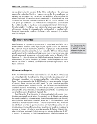sa una diferenciación anormal de las fibras lenticulares y los animales
desarrollan cataratas. En otros experimentos, se ha demostrado que los
ratones que sobreexpresan transgenes que codifican a las proteínas de
neurofilamentos desarrollan atrofia neurológica, acompañada de una
acumulación anormal de neurofilamentos. En las células transfectadas
con genes que codifican a las proteínas motoras (cinesina y dinaína) se
ha podido dilucidar el papel que tienen estas proteínas en el movimien-
to anterógrado y retrógrado para transportar diferentes organelos. Por
último, con este tipo de estrategia, se ha podido definir el papel de los fi-
lamentos intermedios en el metabolismo celular y durante la transfor-
mación maligna.
Los filamentos se encuentran presentes en la mayoría de las células euca-
riónticas tanto animales como vegetales; en algunas células son abundan-
tes, como en células musculares, nerviosas y epiteliales, particularmente
del epitelio escamoso estratificado. Los elementos fibrosos intracelulares
pueden existir en forma individual o agruparse para formar estructuras más
complejas que podrían reunirse en tres categorías, según su diámetro: 1) fi-
lamentos (5 a 15 nm de diámetro); 2) fibrillas (haces de filamentos de apro-
ximadamente 0.2 µm de diámetro); y 3) fibras constituidas por haces de fi-
brillas, las cuales se observan fácilmente con el microscopio de luz, aun a
bajos aumentos.
Filamentos delgados
Estos microfilamentos tienen un diámetro de 5 a 7 nm. Están formados de
un solo polipéptido, llamado actina. Esta proteína fue descrita primero en
el músculo esquelético, pero se encuentra también en las células no muscu-
lares. Tiene un peso molecular de 41,800 daltones y es una proteína globular
(G-actina). Tiene asociada una molécula de Ca2+
que estabiliza la confor-
mación globular y una molécula de ATP, cuyo fosfato terminal se hidroliza
cuando la actina G polimeriza y se convierte en actina F, que forma el mi-
crofilamento. Esta polimerización se obtiene elevando las concentraciones
de sal en la solución de actina G (figura 9-2a).
Los filamentos de actina vistos al microscopio electrónico, están cons-
tituidos por dos cadenas de actina globular de 4 nm de diámetro, enrolladas
formando una hélice, cuyos extremos, de conformación molecular diferen-
te le confieren polaridad al filamento, razón por la cual el filamento crece
añadiendo monómeros únicamente a uno de los extremos. Esta polaridad
se detecta en la forma en que interacciona un filamento de actina con las
moléculas de miosina. Al interaccionar la actina con la cadena pesada de la
miosina se forman estructuras parecidas a puntas de flecha, vistas por tin-
ción negativa en la figura 9-2b. Esta interacción requiere de la unión de ATP
a la cabeza de miosina y su hidrólisis por la misma miosina que tiene acti-
CAPÍTULO 9 EL CITOESQUELETO 279
Microfilamentos
Los filamentos se en-
cuentran presentes en
la mayoría de las cé-
lulas eucariónticas ani-
males y vegetales.
 