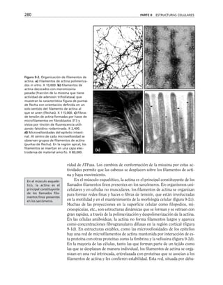 vidad de ATPasa. Los cambios de conformación de la miosina por estas ac-
tividades permite que las cabezas se desplacen sobre los filamentos de acti-
na y haya movimiento.
En el músculo esquelético, la actina es el principal constituyente de los
llamados filamentos finos presentes en los sarcómeros. En organismos uni-
celulares y en células no musculares, los filamentos de actina se organizan
para formar redes finas y haces o fibras de tensión, que están involucradas
en la motilidad y en el mantenimiento de la morfología celular (figura 9-2c).
Muchas de las proyecciones en la superficie celular como filopodios, mi-
croespículas, etc., son estructuras dinámicas que se forman y se retraen con
gran rapidez, a través de la polimerización y despolimerización de la actina.
En las células amiboideas, la actina no forma filamentos largos y aparece
como concentraciones fibrogranulares difusas en la región cortical (figura
9-1d). En estructuras estables, como las microvellosidades de los epitelios
hay una red de microfilamentos de actina mantenida por interacción de es-
ta proteína con otras proteínas como la fimbrina y la vellosina (figura 9-2d).
En la mayoría de las células, tanto las que forman parte de un tejido como
las que se desplazan de manera individual, los filamentos de actina se orga-
nizan en una red intrincada, entrelazada con proteínas que se asocian a los
filamentos de actina y les confieren estabilidad. Esta red, situada por deba-
280 PARTE II ESTRUCTURAS CELULARES
(a) (b)
(c) (d)
Figura 9-2. Organización de filamentos de
actina. a) Filamentos de actina polimeriza-
dos in vitro. X 10,000. b) Filamentos de
actina decorados con meromiosina
pesada (fracción de la miosina que tiene
actividad de adenosin trifosfatasa) que
muestran la característica figura de puntas
de flecha con orientación definida en un
solo sentido del filamento de actina al
que se unen (flechas). X 115,000. c) Fibras
de tensión de actina formadas por haces de
microfilamentos en fibroblastos 3T3 y
vistos por tinción de fluorescencia utili-
zando faloidina rodaminada. X 2,400.
d) Microvellosidades del epitelio intesti-
nal. Al centro de cada microvellosidad se
observan grupos de filamentos de actina
(puntas de flecha). En la región apical, los
filamentos se insertan en una capa elec-
trodensa de material amorfo. X 80,000.
En el músculo esquelé-
tico, la actina es el
principal constituyente
de los llamados fila-
mentos finos presentes
en los sarcómeros.
 