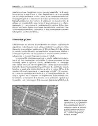 jo de la membrana plasmática se conoce como corteza celular y le da sopor-
te mecánico a la superficie de la célula. Recientemente, se ha encontrado
que esta corteza sostiene en su sitio a varios de los componentes molecula-
res que participan en la transducción de señales que se inician en la mem-
brana plasmática. Los diversos tipos de actinas, en los diferentes tipos de
células, son producto de la transcripción de genes diferentes, pero relacio-
nados entre sí y cuyo número de copias es también variable. Se han iden-
tificado hasta ahora 6 genes de actina en diversas células estudiadas. Estas
actinas son funcionalmente equivalentes, es decir, forman microfilamentos
heterogéneos con función idéntica.
Filamentos gruesos
Están formados por miosina, descrita también inicialmente en el músculo
esquelético, en donde, junto con la actina, constituye los sarcómeros. Estos
filamentos gruesos tienen un diámetro de 15 nm (figura 9-3). La miosina
ha variado considerablemente en la evolución, a diferencia de tubulina y
actina que son proteínas con una secuencia de aminoácidos muy conservada.
Actualmente, se conocen 2 tipos de miosinas, la I y la II.
La miosina II o miosina convencional es soluble a altas concentracio-
nes de sal. Está formada por 6 polipéptidos, 2 cadenas pesadas de 200,000
daltones y 2 pares de ligeras de 16,000 y 20,000 daltones. Las cadenas pe-
sadas forman fibras con extremos globulares o cabezas que se asocian a los
filamentos de actina para producir la contracción del sarcómero. Cuando
la actina se asocia a la miosina in vitro se activa la enzima ATPasa de la
miosina, independientemente de la presencia de iones Ca2+
. Sin embargo,
en el músculo esquelético la actividad de la ATPasa es dependiente del cal-
cio y es regulada por la troponina y la tropomiosina. Como se explicó an-
teriormente, la interacción de la miosina con la actina está regulada por
los cambios en la conformación de la miosina y depende de la hidrólisis de
CAPÍTULO 9 EL CITOESQUELETO 281
Figura 9-3. Célula muscular cardiaca
representativa de un citoesqueleto
altamente organizado. Se mues-
tran varias miofibrillas (mf) con su
característico patrón de estriación;
en ellas se observan claramente
filamentos gruesos de miosina
(m) y filamentos delgados de
actina (a). X 25,000.
 