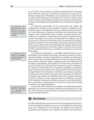 tor en la piel y en los epitelios que cubren la pared intestinal y bronquial.
Otras evidencias indican que los filamentos intermedios se requieren en
diferentes etapas de la embriogénesis, en la organización nuclear, durante
la replicación del DNA, para el ensamble de la envoltura nuclear y para
regular el calibre axonal. También participan en el transporte del colesterol,
así como en la proliferación de las células y en los fenómenos de migración
celular.
Los filamentos intermedios son los componentes más estables del
citoesqueleto y también los más insolubles. Cuando el citoplasma de las
células se extrae con detergentes no iónicos, vistos al microscopio electró-
nico, estos filamentos se observan como hileras de moléculas poco orga-
nizadas, rectas o ligeramente curvas, aisladas o formando haces laxos o
compactos. La dinámica y el mecanismo por el cual se ensamblan los fila-
mentos intermedios no se conocen con exactitud. Sin embargo, todas las
proteínas de los filamentos intermedios están constituidas por una región
central de alrededor de 310 aminoácidos, que forman una estructura de
hélice α, que se interrumpe en tres sitios diferentes. Además, cada una de las
proteínas de los filamentos intermedios tienen un dominio amino-termi-
nal y otro carboxilo-terminal, que es variable en su longitud y secuencia de
aminoácidos.
Los filamentos intermedios se ensamblan formando dímeros super-
helicoidales, con las regiones helicoidales alineadas en paralelo. La alinea-
ción de dos dímeros (4 cadenas polipeptídicas), constituye protofilamentos
de 48 nm por 3 nm. Estos protofilamentos se asocian de manera traslapa-
da para formar filamentos largos, configurados por 8 protofilamentos de
32 cadenas polipeptídicas. El ensamble de los filamentos intermedios se
controla a través de la fosforilación de las proteínas que los constituyen.
Por ejemplo, la fosforilación de la vimentina ensamblada en filamentos
causa la ruptura de los mismos. Otro mecanismo de control propuesto es
la fragmentación de los filamentos intermedios por proteasas específicas
activadas por calcio. También existen proteínas asociadas a los filamentos
intermedios que modelan su ensamblaje. Entre éstas, están la epinemina,
presente en células de origen mesenquimatoso; las filagrinas, presentes
en las células de la epidermis; la filensina, presente en las células lenticu-
lares; y por último, la paranemina y la sinemina, presentes en las células
musculares y de origen fibroblástico.
Las proteínas de los filamentos intermedios son codificadas por genes
diferentes, pero conservan secuencias similares en los extremos 5' y 3', que
dan como resultado la conservación de la secuencia de aminoácidos en los
extremos de estas proteínas.
En 1963, Slautterback propuso el término de microtúbulos para describir a
un tipo de organelos citoplásmicos que en la actualidad han sido identifi-
cados como componentes casi universales del citoplasma de células de
eucariontes, tanto animales como vegetales. Se definen como estructuras
284 PARTE II ESTRUCTURAS CELULARES
Microtúbulos
Los filamentos inter-
medios son los com-
ponentes más esta-
bles del citoesqueleto
y también los más in-
solubles.
Los filamentos inter-
medios se ensamblan
formando dímeros su-
perhelicoidales.
Las proteínas de los fi-
lamentos intermedios
son codificadas por
genes diferentes.
 