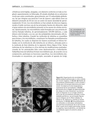 cilíndricas semirrígidas, alargadas, con diámetro uniforme en toda su lon-
gitud y aparentemente no bifurcadas. El estudio detallado de su estructura
revela que están constituidos, generalmente, por 13 subunidades globula-
res, las que integran una pared de 5 nm de espesor; cada túbulo tiene un
diámetro promedio de 24 nm con un centro de menor densidad de aproxi-
madamente 15 nm. Los microtúbulos se han aislado de diversos órganos,
siendo el tejido nervioso una de las principales fuentes de obtención, dado
el gran número de microtúbulos presente en los axones de células nervio-
sas. Químicamente, los microtúbulos están formados por una proteína di-
mérica llamada tubulina, de aproximadamente 120,000 daltones, y cada
dímero está formado, a su vez, por dos polipéptidos denominados alfa tu-
bulina y beta tubulina. Cuando las moléculas de tubulina se ensamblan
para formar a los microtúbulos, constituyen los llamados protofilamentos
de tubulina, los cuales se disponen de manera escalonada en hileras for-
madas con la molécula de alfa tubulina de un dímero, alineada junto a
la molécula de beta tubulina de la siguiente hilera (figura 9-5a). Varias
isoformas de las tubulinas α y β se derivan de modificaciones postraduc-
cionales de los aminoácidos tales como destirosinación o fosforilación.
Subpoblaciones de tubulinas forman microtúbulos que, de acuerdo con su
composición, participan en funciones específicas. Los microtúbulos des-
tirosinados se encuentran, por ejemplo, asociados al aparato de Golgi.
CAPÍTULO 9 EL CITOESQUELETO 285
(a) (b)
(c) (d)
Figura 9-5. Organización de microtúbulos.
a) Microtúbulo polimerizado in vitro y teñido
por tinción negativa. X 300,000. b) Pastilla de
microtúbulos polimerizados in vitro cortada y
teñida para microscopia electrónica de trans-
misión. Se observa el corte longitudinal y
transversal de los microtúbulos. X 80,000.
c) Axonema de un flagelo de espermatozoide
de cobayo en corte transversal. Los microtú-
bulos se disponen en un arreglo cilíndrico,
de un par de microtúbulos centrales y nueve
dobletes periféricos. Las principales figuras
que lo integran son fr, fibras radiales; ta,
túbulo A; tb, túbulo B; p, puente; b, brazos
de dinaína. X 240,000. d) Inmunofluorescen-
cia utilizando un anticuerpo antitubulina
que permite la localización de la red microtu-
bular a partir de la región perinuclear, donde
se organiza, hacia la periferia, y en donde los
microtúbulos siguen el contorno celular. X
1,600.
Los microtúbulos es-
tán formados por una
proteína dimérica lla-
mada tubulina.
 
