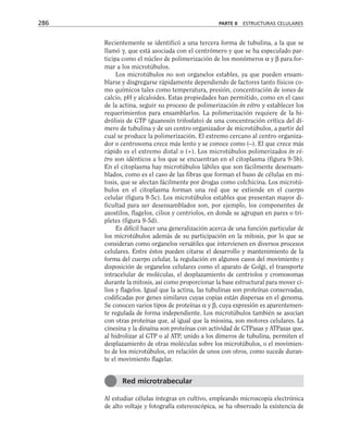 Recientemente se identificó a una tercera forma de tubulina, a la que se
llamó γ, que está asociada con el centrómero y que se ha especulado par-
ticipa como el núcleo de polimerización de los monómeros α y β para for-
mar a los microtúbulos.
Los microtúbulos no son organelos estables, ya que pueden ensam-
blarse y disgregarse rápidamente dependiendo de factores tanto físicos co-
mo químicos tales como temperatura, presión, concentración de iones de
calcio, pH y alcaloides. Estas propiedades han permitido, como en el caso
de la actina, seguir su proceso de polimerización in vitro y establecer los
requerimientos para ensamblarlos. La polimerización requiere de la hi-
drólisis de GTP (guanosín trifosfato) de una concentración crítica del dí-
mero de tubulina y de un centro organizador de microtúbulos, a partir del
cual se produce la polimerización. El extremo cercano al centro organiza-
dor o centrosoma crece más lento y se conoce como (–). El que crece más
rápido es el extremo distal o (+). Los microtúbulos polimerizados in vi-
tro son idénticos a los que se encuentran en el citoplasma (figura 9-5b).
En el citoplasma hay microtúbulos lábiles que son fácilmente desensam-
blados, como es el caso de las fibras que forman el huso de células en mi-
tosis, que se afectan fácilmente por drogas como colchicina. Los microtú-
bulos en el citoplasma forman una red que se extiende en el cuerpo
celular (figura 9-5c). Los microtúbulos estables que presentan mayor di-
ficultad para ser desensamblados son, por ejemplo, los componentes de
axostilos, flagelos, cilios y centriolos, en donde se agrupan en pares o tri-
pletes (figura 9-5d).
Es difícil hacer una generalización acerca de una función particular de
los microtúbulos además de su participación en la mitosis, por lo que se
consideran como organelos versátiles que intervienen en diversos procesos
celulares. Entre éstos pueden citarse el desarrollo y mantenimiento de la
forma del cuerpo celular, la regulación en algunos casos del movimiento y
disposición de organelos celulares como el aparato de Golgi, el transporte
intracelular de moléculas, el desplazamiento de centriolos y cromosomas
durante la mitosis, así como proporcionar la base estructural para mover ci-
lios y flagelos. Igual que la actina, las tubulinas son proteínas conservadas,
codificadas por genes similares cuyas copias están dispersas en el genoma.
Se conocen varios tipos de proteínas α y β, cuya expresión es aparentemen-
te regulada de forma independiente. Los microtúbulos también se asocian
con otras proteínas que, al igual que la miosina, son motores celulares. La
cinesina y la dinaína son proteínas con actividad de GTPasas y ATPasas que,
al hidrolizar al GTP o al ATP, unido a los dímeros de tubulina, permiten el
desplazamiento de otras moléculas sobre los microtúbulos, o el movimien-
to de los microtúbulos, en relación de unos con otros, como sucede duran-
te el movimiento flagelar.
Al estudiar células íntegras en cultivo, empleando microscopia electrónica
de alto voltaje y fotografía estereoscópica, se ha observado la existencia de
286 PARTE II ESTRUCTURAS CELULARES
Red microtrabecular
 