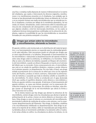 una fina y compleja malla dispuesta de manera tridimensional en la matriz
del citoplasma, que sujeta e interconecta los diversos organelos, membra-
nosos y no membranosos presentes en el citoplasma. Las unidades que la
forman se han denominado microtrabéculas; tienen un diámetro de 3 a 6 nm
y en su conjunto forman una malla microtrabecular que se extiende por to-
do el citoplasma y termina por debajo de la membrana plasmática, tal vez
unida a la misma. Actualmente, existe controversia sobre la naturaleza quí-
mica de este componente del citoesqueleto y sobre su existencia real, aun-
que algunos estudios a nivel de microscopia electrónica, en los cuales se
emplearon técnicas inmunoquímicas combinadas con la extracción de cito-
plasma, sugieren la posibilidad de que las microtrabéculas se encuentren
formadas por una proteína semejante a la actina.
El aparato mitótico está involucrado en la distribución del material gené-
tico, y su funcionamiento preciso es requerido para la continuidad genéti-
ca de cada individuo. Este mecanismo puede ser alterado por drogas que
se unen específicamente a la tubulina, bloqueando el funcionamiento de
los microtúbulos e induciendo la despolimerización del aparato mitótico;
entre estas drogas están la colchicina, la vinblastina y la vincristina. Todas
ellas se unen a los dímeros de tubulina causando un bloqueo del crecimien-
to del microtúbulo, cuando un dímero bloqueado se inserta en el extremo
del túbulo que va creciendo. Como consecuencia de esto, el microtúbulo,
que está en un estado de equilibrio dinámico, empieza a perder dímeros
en el extremo opuesto y se despolimeriza. Por otro lado, el taxol, una droga
aislada recientemente de la corteza de un árbol que crece en las regiones
norte del Pacífico, produce el efecto contrario, induciendo la polimeriza-
ción de tubulina y causando que toda la tubulina soluble se ensamble en
los microtúbulos. Un efecto similar es producido por el agua deuterada
(D2
0) que cambia el equilibrio dinámico entre dímeros y microtúbulos y
forma un aparato mitótico muy grande. Al afectarse el funcionamiento del
aparato mitótico, se causa una mitosis anormal, con la consecuente dis-
tribución irregular de los cromosomas. En células en interfase, estas dro-
gas causan un desarreglo de la red microtubular que afecta la forma y
otras funciones de la célula.
De la misma manera que hay drogas que afectan la estructura de los
microtúbulos, existen drogas como las citocalasinas que afectan el grado de
polimerización de la actina y tienen un efecto dilatorio en funciones celu-
lares. Estas drogas se unen al extremo en crecimiento del microfilamento,
previniendo la adición de moléculas de actina a este extremo, con la conse-
cuente despolimerización del filamento. Otra droga, la faloidina, estabiliza
a los microfilamentos inhibiendo su despolimerización. Esta droga no pe-
netra en la mayoría de las células y debe ser inyectada para que tenga efecto.
La faloidina afecta el movimiento amiboideo y la extensión sobre el sustra-
to de varias células en cultivo. La citocalasina no afecta a la mitosis, ni a la
CAPÍTULO 9 EL CITOESQUELETO 287
Drogas que actúan sobre los microtúbulos
y microfilamentos, afectando su función
La colchicina, la vin-
blastina y la vincristi-
na son drogas que se
unen específicamente
a la tubulina, blo-
queando el funciona-
miento de los micro-
túbulos e induciendo
la despolimerización
del aparato mitótico.
Las citocalasinas afec-
tan el grado de po-
limerización de la ac-
tina.
 