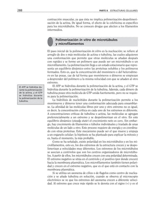 contracción muscular, ya que ésta no implica polimerización-despolimeri-
zación de la actina. De igual forma, el efecto de la colchicina es específico
para los microtúbulos. No se conocen drogas que afecten a los filamentos
intermedios.
El paso inicial de la polimerización in vitro es la nucleación; se refiere al
arreglo de dos o más moléculas de actina o tubulina, las cuales adquieren
una conformación que permite que otras moléculas se añadan después
con rapidez y se forme un polímero que puede ser un microtúbulo o un
microfilamento. La polimerización llega a un estado estacionario que repre-
senta un equilibrio dinámico entre las proteínas solubles y los polímeros
formados. Esto es, que la concentración del monómero o del heterodíme-
ro en las pozas, cae de tal forma que monómeros o dímeros se empiezan
a desprender del polímero a la misma velocidad con que se añaden al otro
extremo.
El ATP se hidroliza durante la polimerización de la actina, y el GTP se
hidroliza durante la polimerización de la tubulina. Además, cada dímero de
tubulina posee otra molécula de GTP unida fuertemente, pero no se requie-
re para la polimerización.
La hidrólisis de nucleótidos durante la polimerización permite a los
monómeros y dímeros tener una conformación adecuada para ensamblar-
se. La afinidad de las moléculas libres por uno y otro extremo no es igual,
es decir, la concentración crítica en cada uno de los extremos es diferente.
A concentraciones críticas de tubulina o actina, las moléculas se agregan
preferencialmente a un extremo y se despolimerizan en el otro. En este
equilibrio dinámico (steady state) el crecimiento neto es cero. Sin embar-
go, hay crecimiento de filamentos o túbulos individuales y traslado de unas
moléculas de un lado a otro. Este proceso requiere de energía y es coordina-
do con otras proteínas. Este mecanismo puede ser el que mueve y empuja
a un organelo celular; la hipótesis se ha planteado para explicar la mitosis y
es, hasta el momento, la más probable.
Como se ha señalado, existe polaridad en los microtúbulos y en los mi-
crofilamentos, esto es, los dos extremos de la estructura crecen y se despo-
limerizan a velocidades muy diferentes. Los extremos de los microtúbulos
se asocian a centriolos que son los centros organizadores de microtúbu-
los. A partir de ellos, los microtúbulos crecen con una polaridad determinada.
El extremo negativo se sitúa en el centriolo y el positivo (por donde crecen)
hacia la membrana plasmática. Los microfilamentos también tienen polari-
dad y crecen en el extremo negativo, que es el que está en contacto con la
membrana plasmática.
Si se utiliza un axonema de cilios o de flagelos como centro de nuclea-
ción y se añade tubulina en solución, cuando se observa al microscopio
electrónico se ve que los extremos del axonema crecen a diferente veloci-
dad. Al extremo que crece más rápido se le denota con el signo (+) y es el
288 PARTE II ESTRUCTURAS CELULARES
Polimerización in vitro de microtúbulos
y microfilamentos
El ATP se hidroliza du-
rante la polimerización
de la actina, y el GTP
se hidroliza durante
la polimerización de la
tubulina.
 