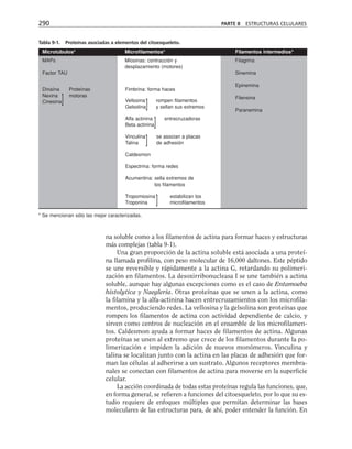 290 PARTE II ESTRUCTURAS CELULARES
Microtúbulos* Microfilamentos* Filamentos intermedios*
MAPs Miosinas: contracción y Filagrina
desplazamiento (motores)
Factor TAU Sinemina
Epinemina
Filensina
Paranemina
Dinaína Proteínas
Nexina motoras
Cinesina]
Fimbrina: forma haces
Vellosina rompen filamentos
Gelsolina] y sellan sus extremos
Alfa actinina entrecruzadoras
Beta actinina]
Vinculina se asocian a placas
Talina ] de adhesión
Caldesmon
Espectrina: forma redes
Acumentina: sella extremos de
los filamentos
Tropomiosina estabilizan los
Troponina ] microfilamentos
Tabla 9-1. Proteínas asociadas a elementos del citoesqueleto.
* Se mencionan sólo las mejor caracterizadas.
na soluble como a los filamentos de actina para formar haces y estructuras
más complejas (tabla 9-1).
Una gran proporción de la actina soluble está asociada a una proteí-
na llamada profilina, con peso molecular de 16,000 daltones. Este péptido
se une reversible y rápidamente a la actina G, retardando su polimeri-
zación en filamentos. La desoxirribonucleasa I se une también a actina
soluble, aunque hay algunas excepciones como es el caso de Entamoeba
histolytica y Naegleria. Otras proteínas que se unen a la actina, como
la filamina y la alfa-actinina hacen entrecruzamientos con los microfila-
mentos, produciendo redes. La vellosina y la gelsolina son proteínas que
rompen los filamentos de actina con actividad dependiente de calcio, y
sirven como centros de nucleación en el ensamble de los microfilamen-
tos. Caldesmon ayuda a formar haces de filamentos de actina. Algunas
proteínas se unen al extremo que crece de los filamentos durante la po-
limerización e impiden la adición de nuevos monómeros. Vinculina y
talina se localizan junto con la actina en las placas de adhesión que for-
man las células al adherirse a un sustrato. Algunos receptores membra-
nales se conectan con filamentos de actina para moverse en la superficie
celular.
La acción coordinada de todas estas proteínas regula las funciones, que,
en forma general, se refieren a funciones del citoesqueleto, por lo que su es-
tudio requiere de enfoques múltiples que permitan determinar las bases
moleculares de las estructuras para, de ahí, poder entender la función. En
 